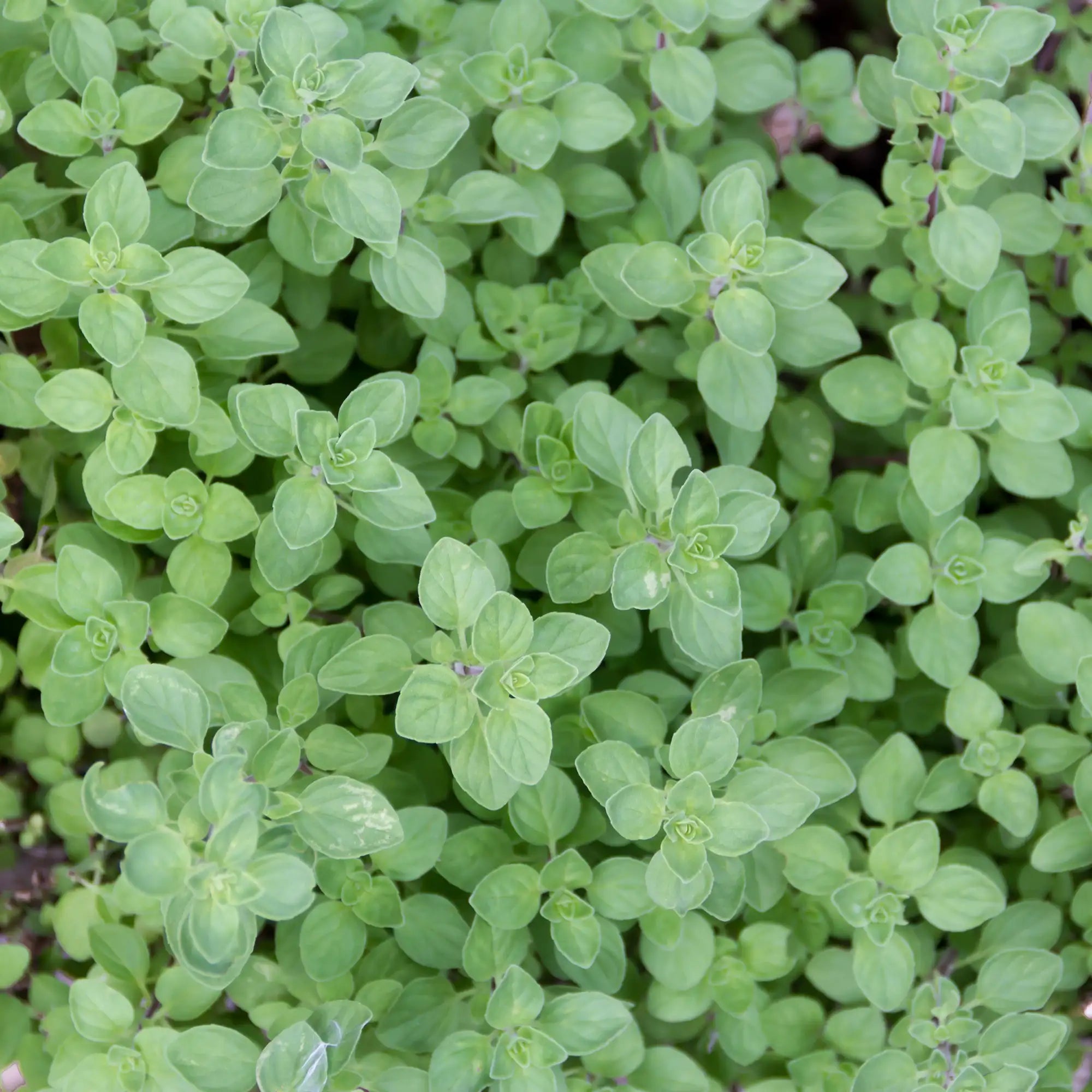 Green oregano leaves close up