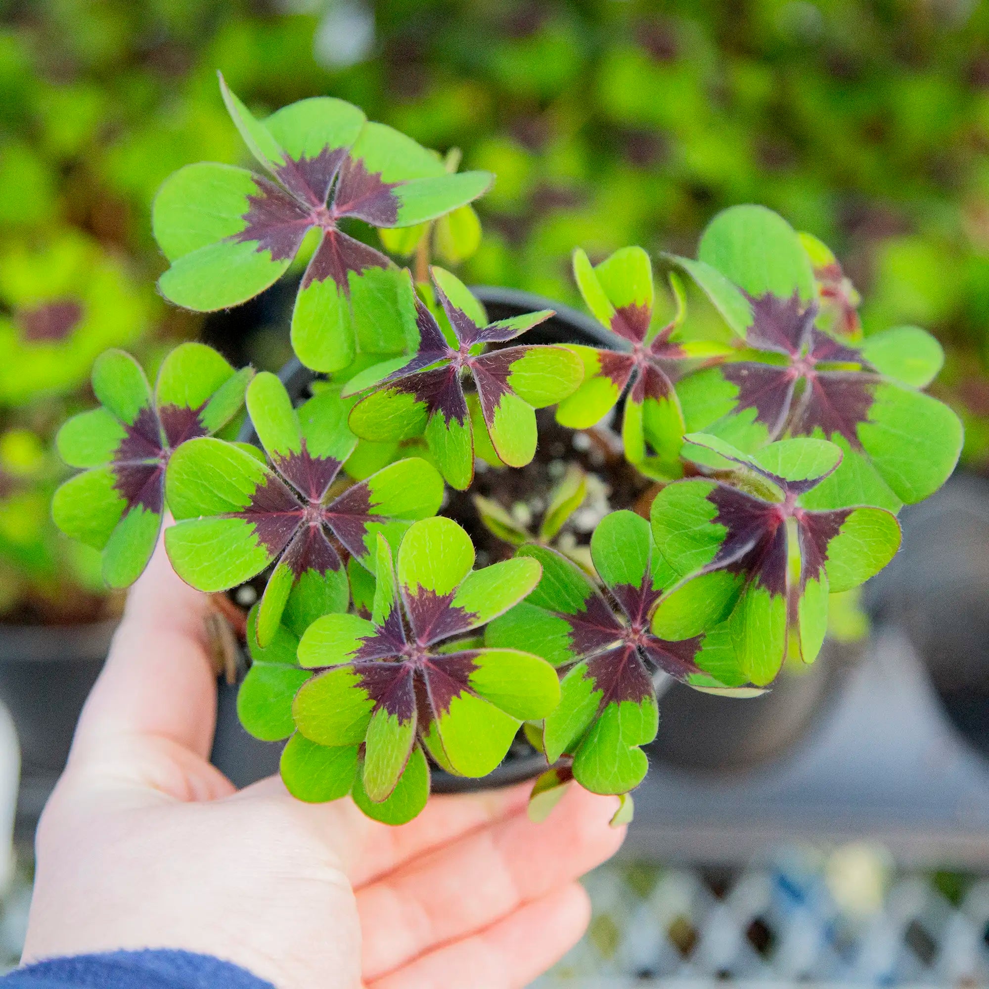 Shamrocks