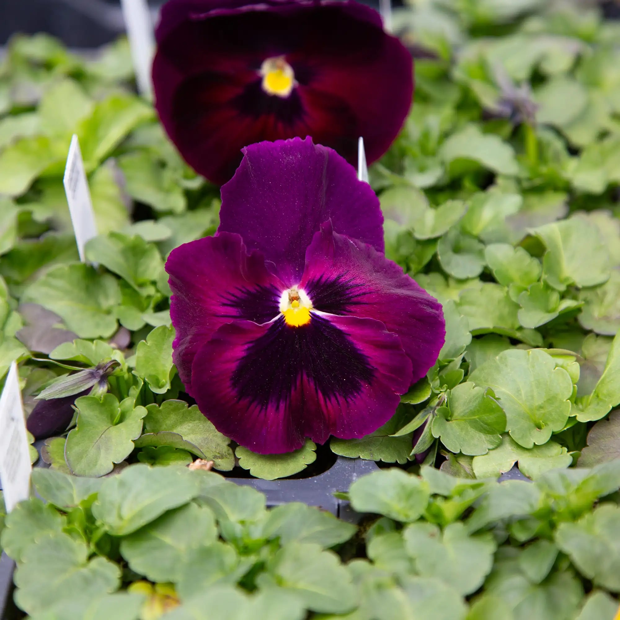 Pansy Inspire® DeluXXe® 'Rose Velour'