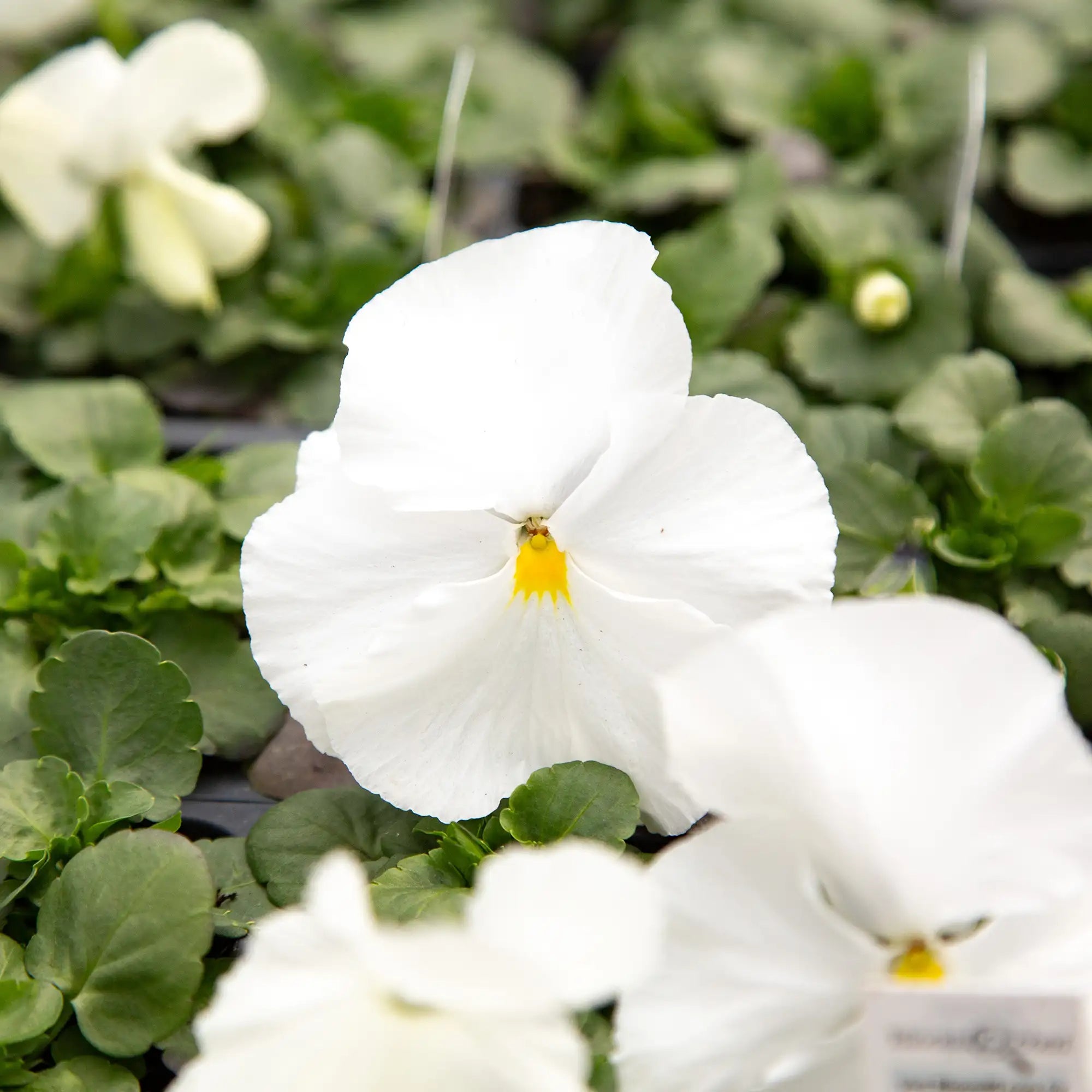 Pansy Inspire® DeluXXe® 'White'