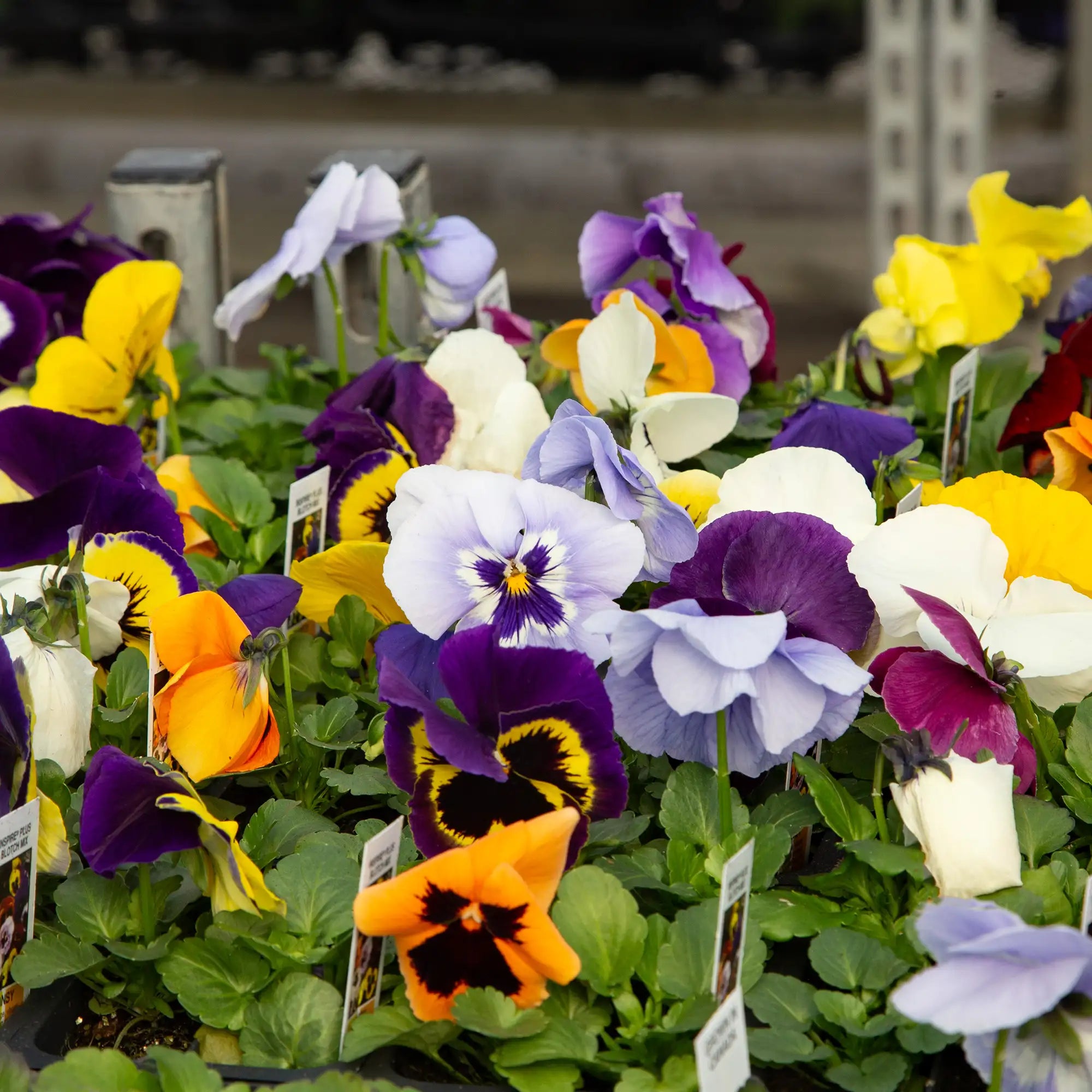 Pansy Inspire® Plus 'Blotch Mix'