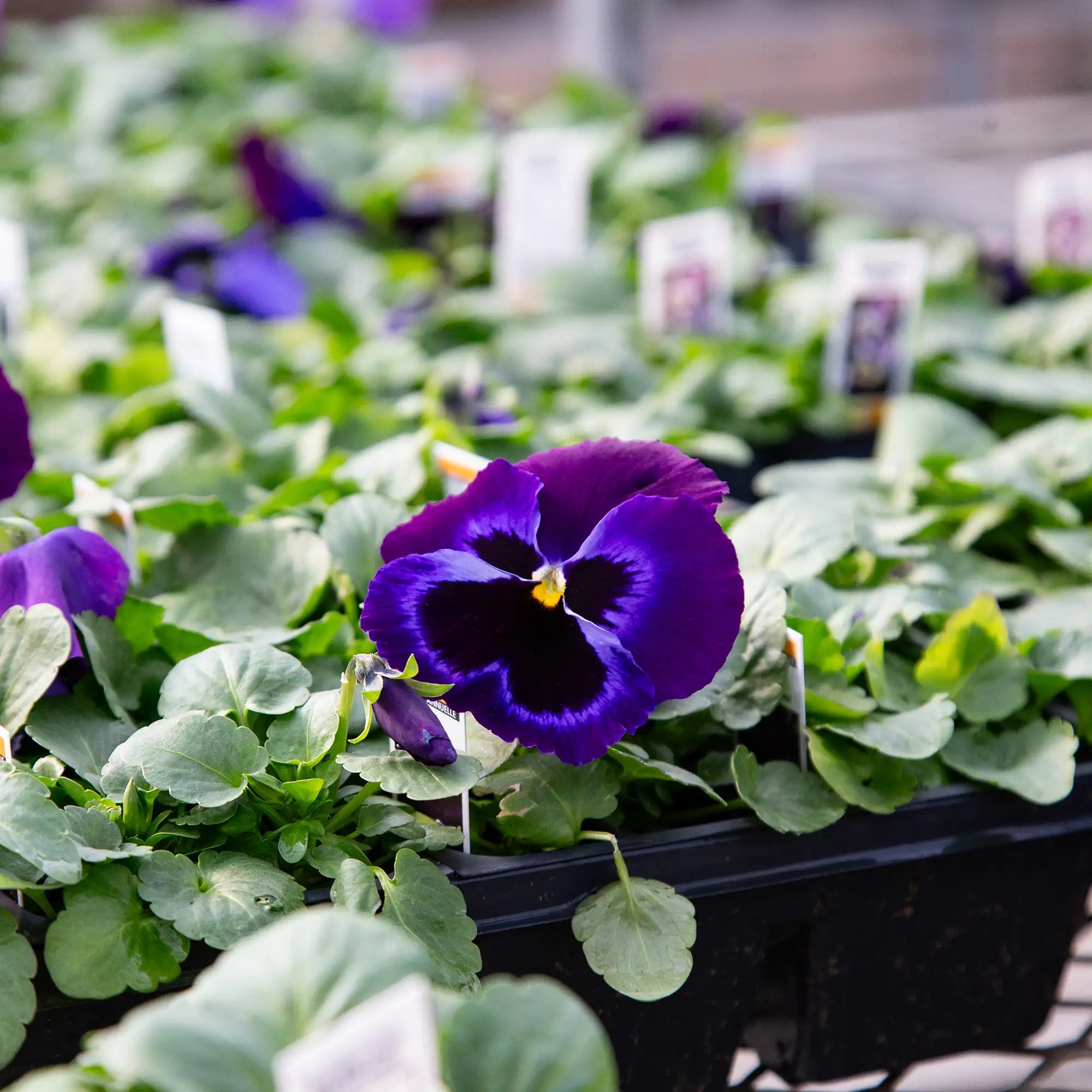 Pansy Inspire® Plus 'Blue Velvet'