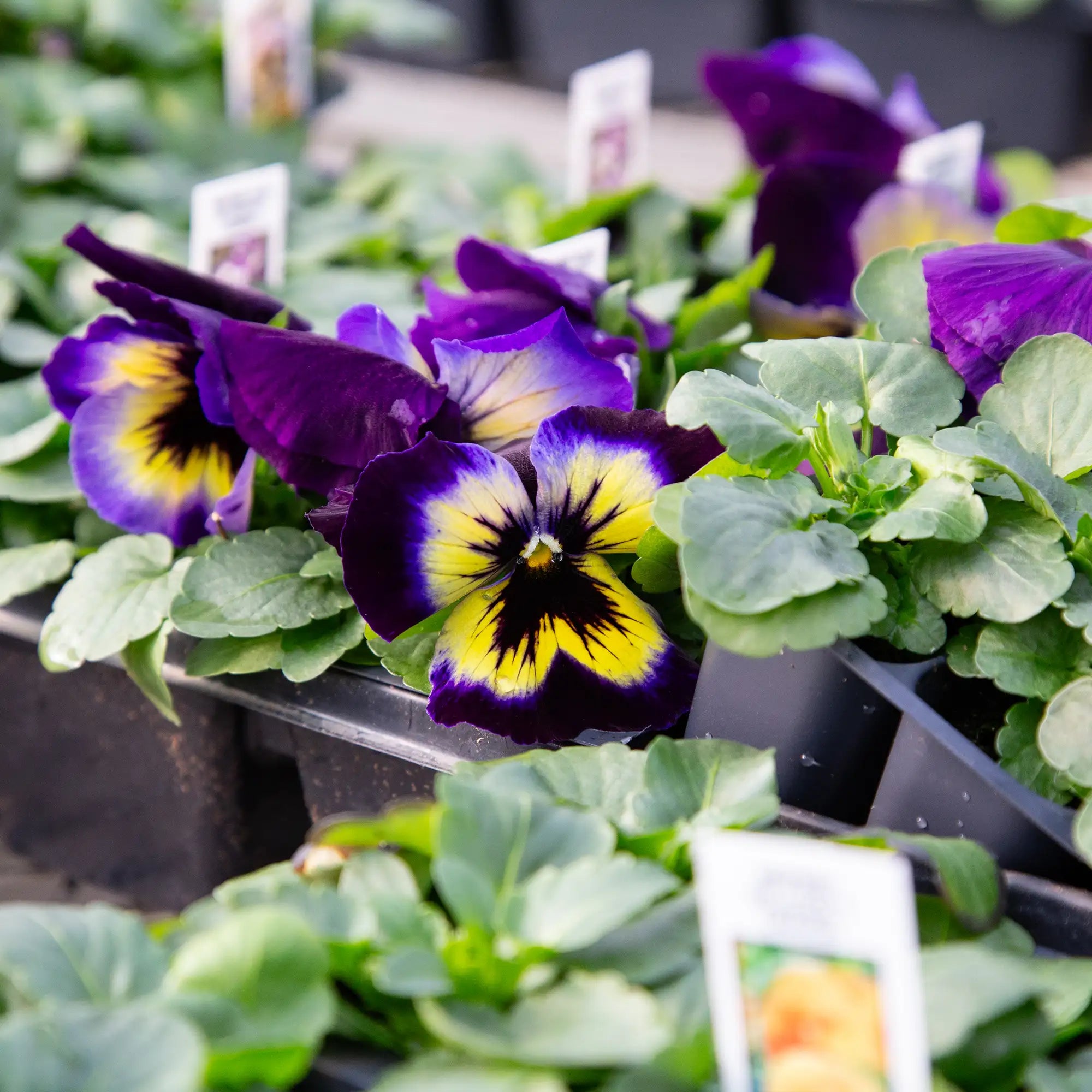 Pansy Inspire® Plus 'Blueberry Lemon'