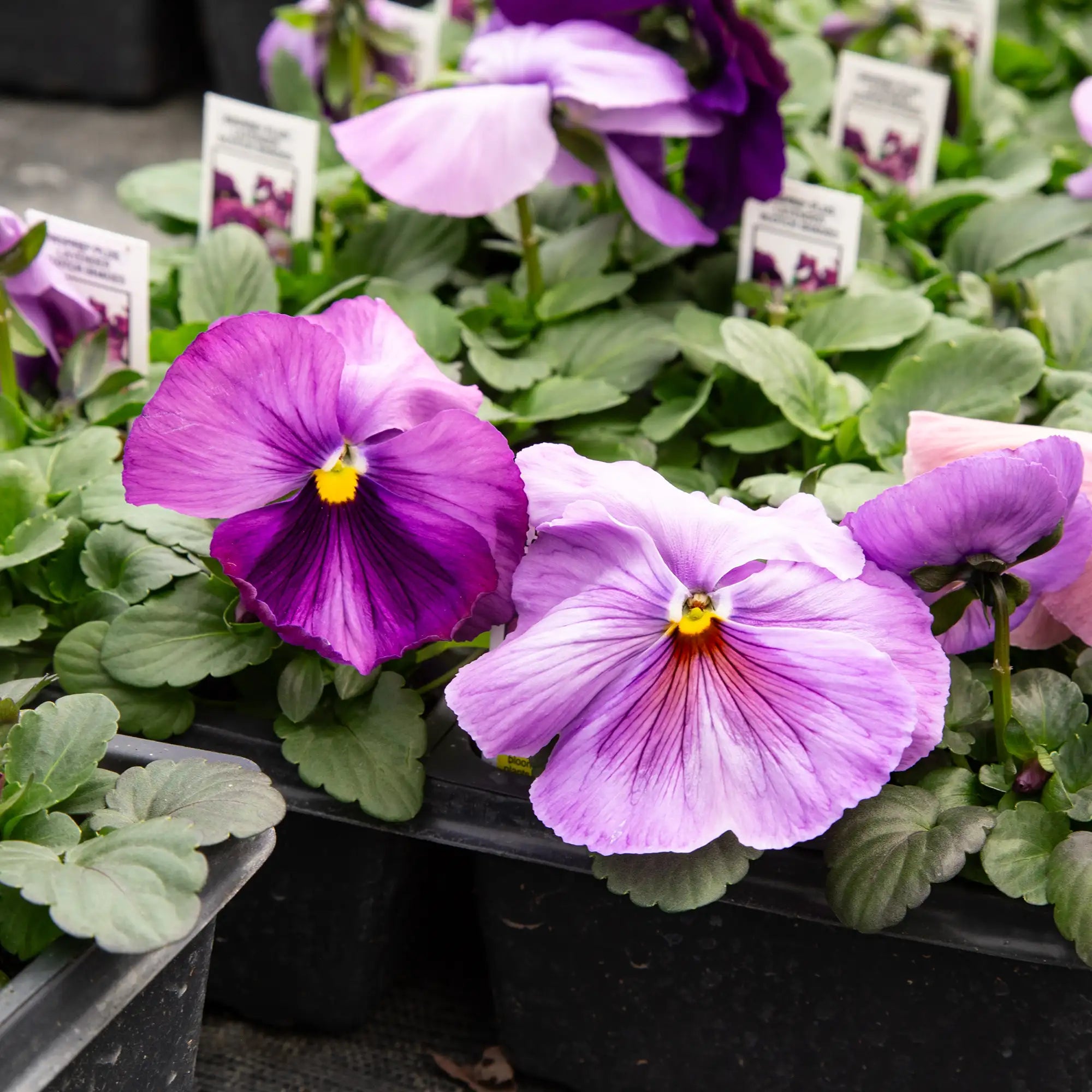 Pansy Inspire® Plus 'Lavender Blotch Shades'
