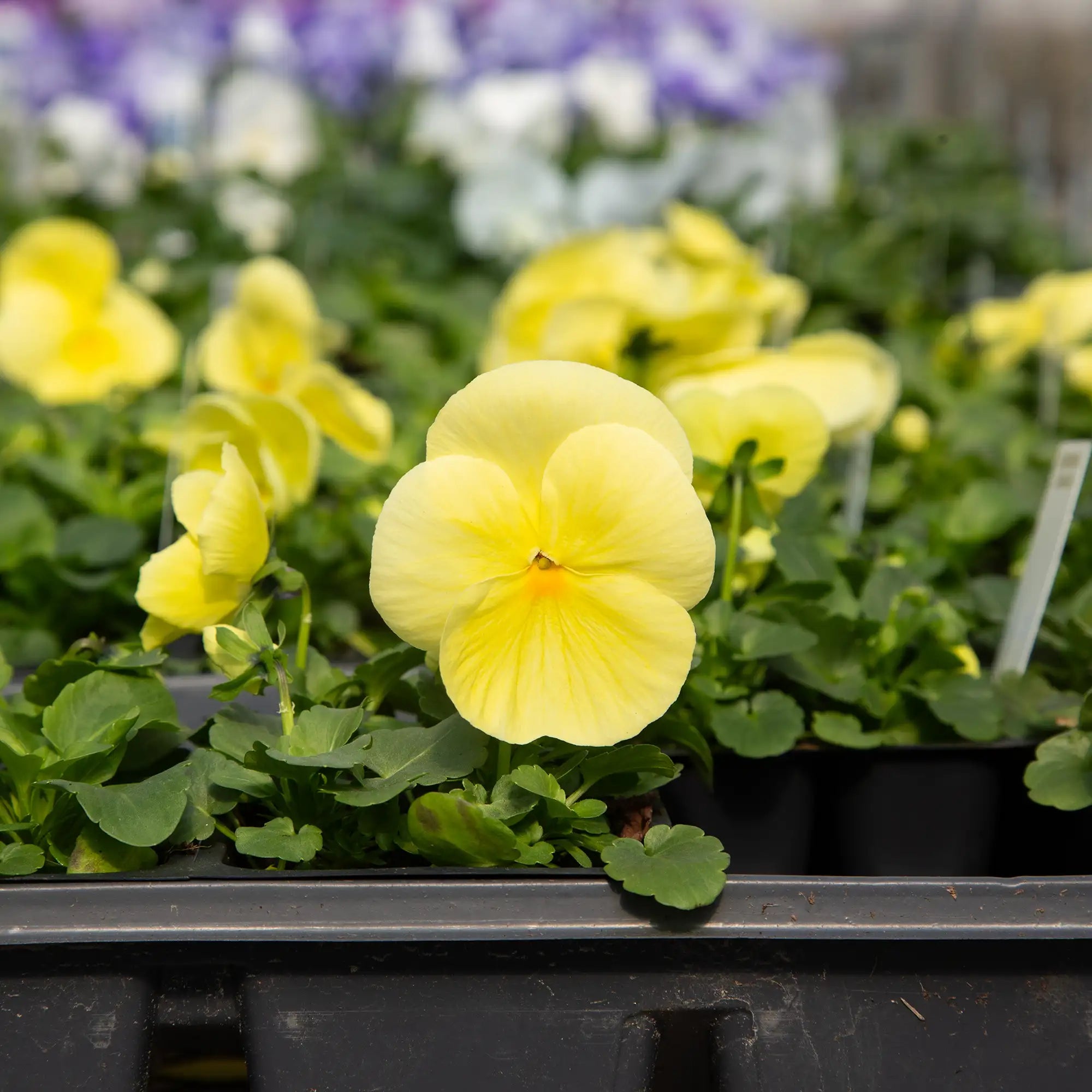 Pansy Inspire® Plus 'Lemon'