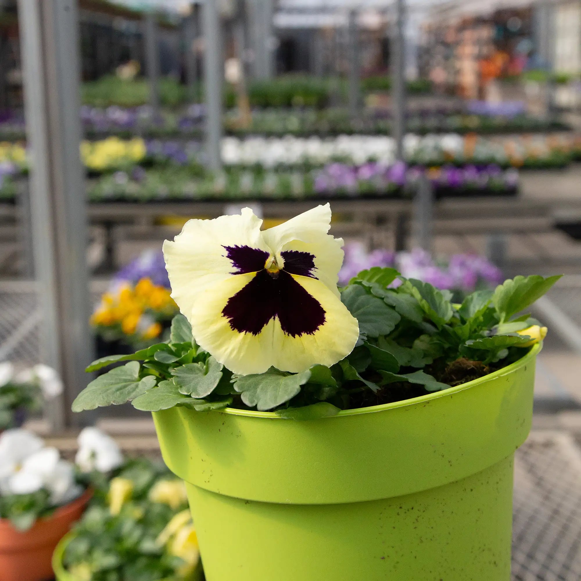 Pansy Inspire® Plus 'Lemon Blotch'