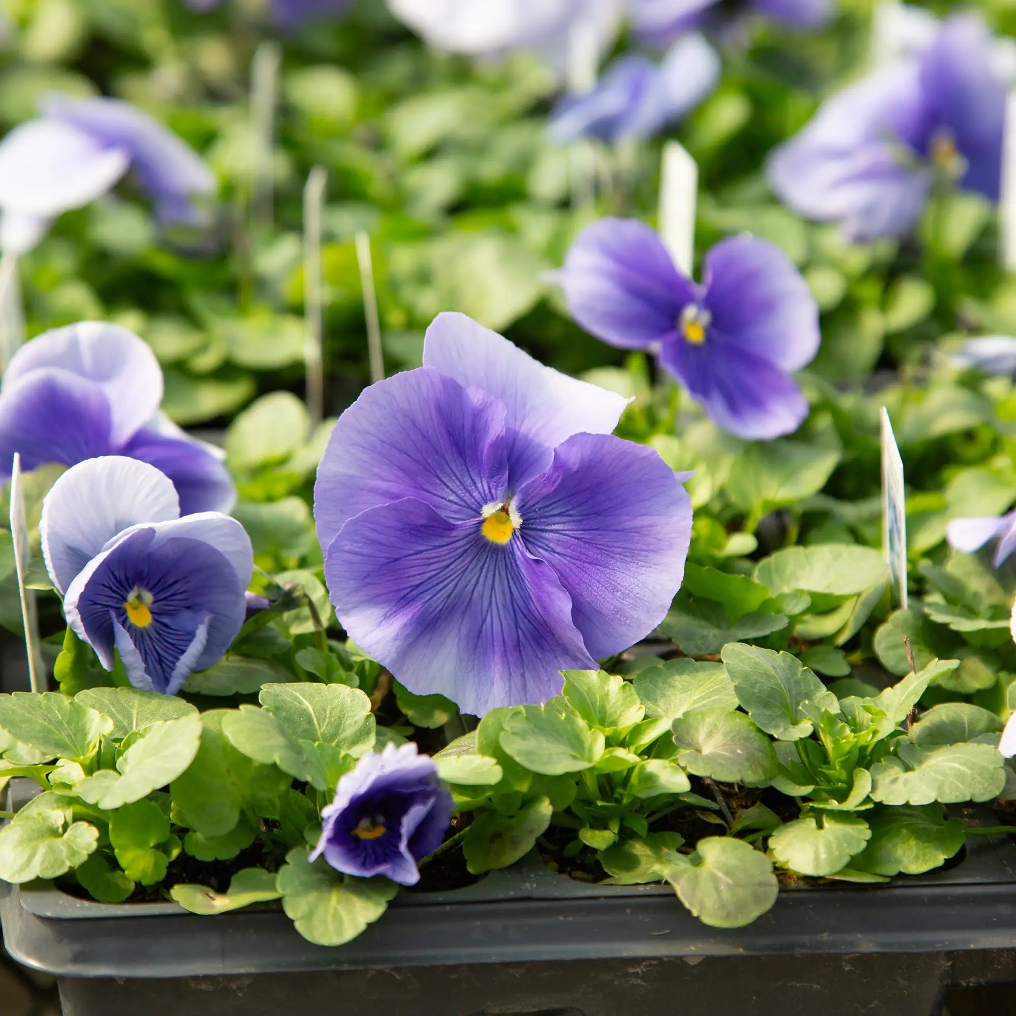 Pansy Inspire® Plus 'Light Blue'