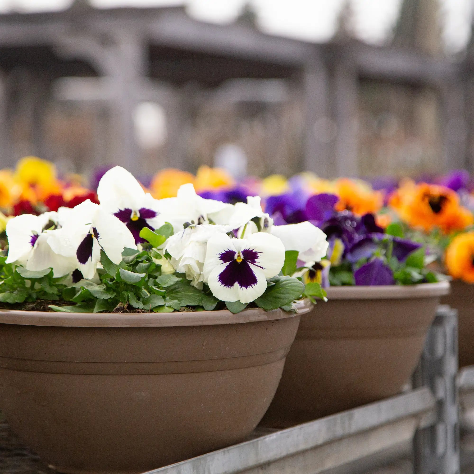 Pansy Inspire® Plus 'White Blotch'