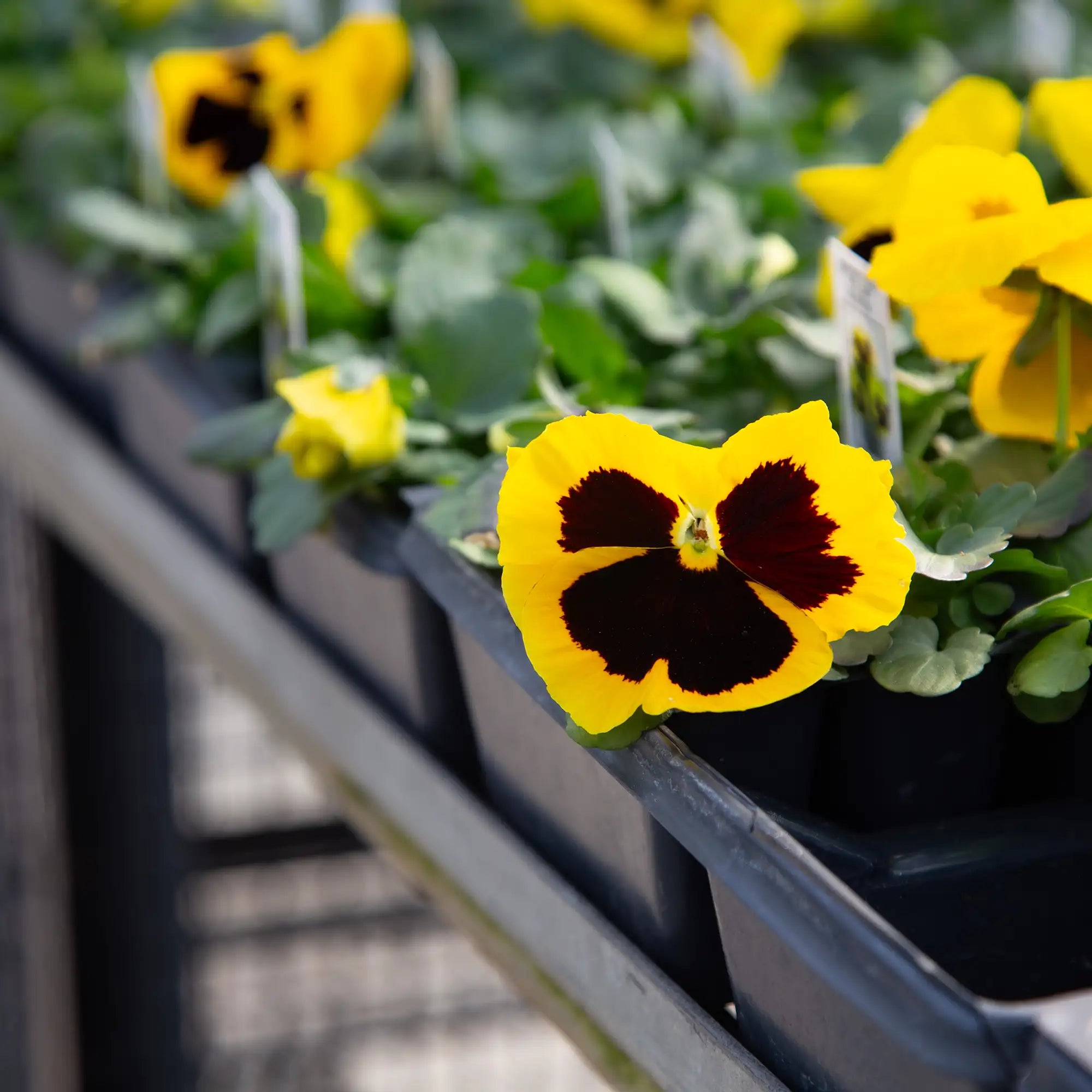 Pansy Inspire® Plus 'Yellow Blotch'