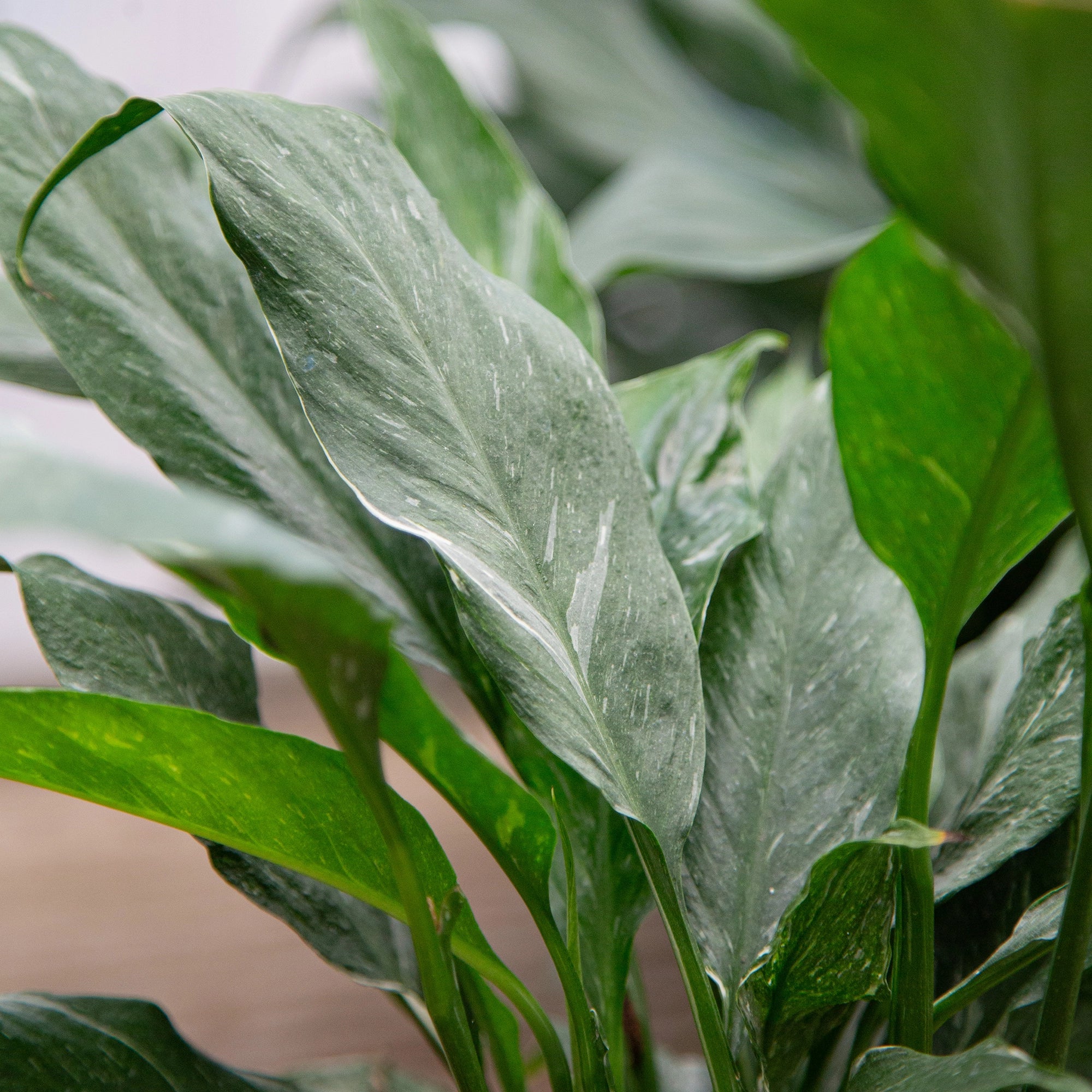 domino peace lily Peace Lily 'Domino' – Vandermeer Nursery Ltd