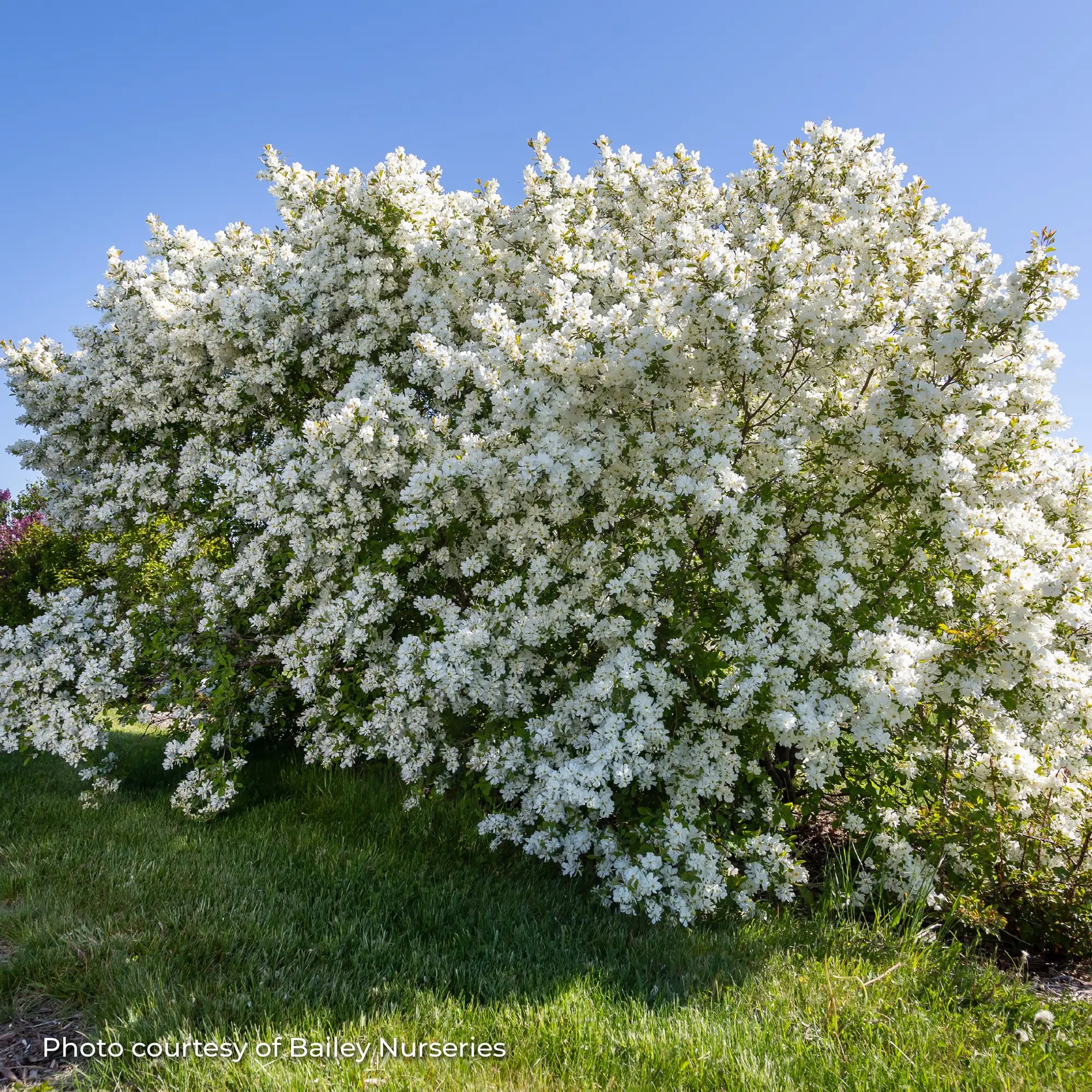 Pearlbush 'Lotus Moon™'