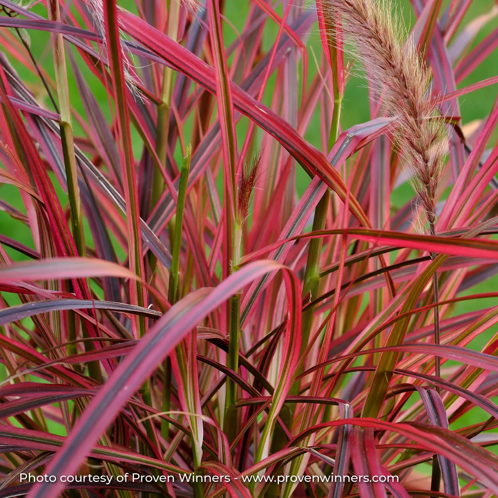 Fountain Grass 'Graceful Grasses® 'Fireworks'