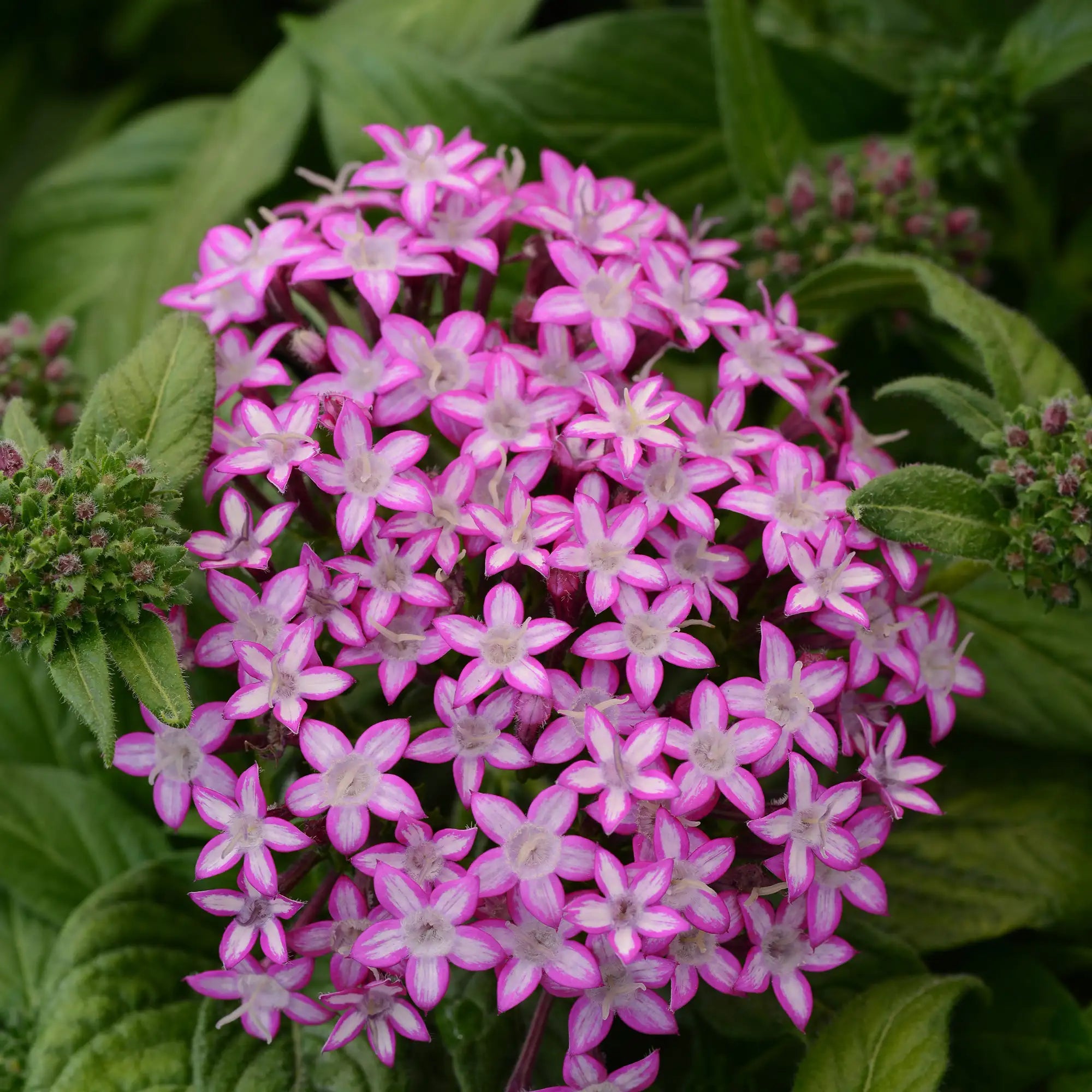 Pentas 'Glitterati™ Purple Star'