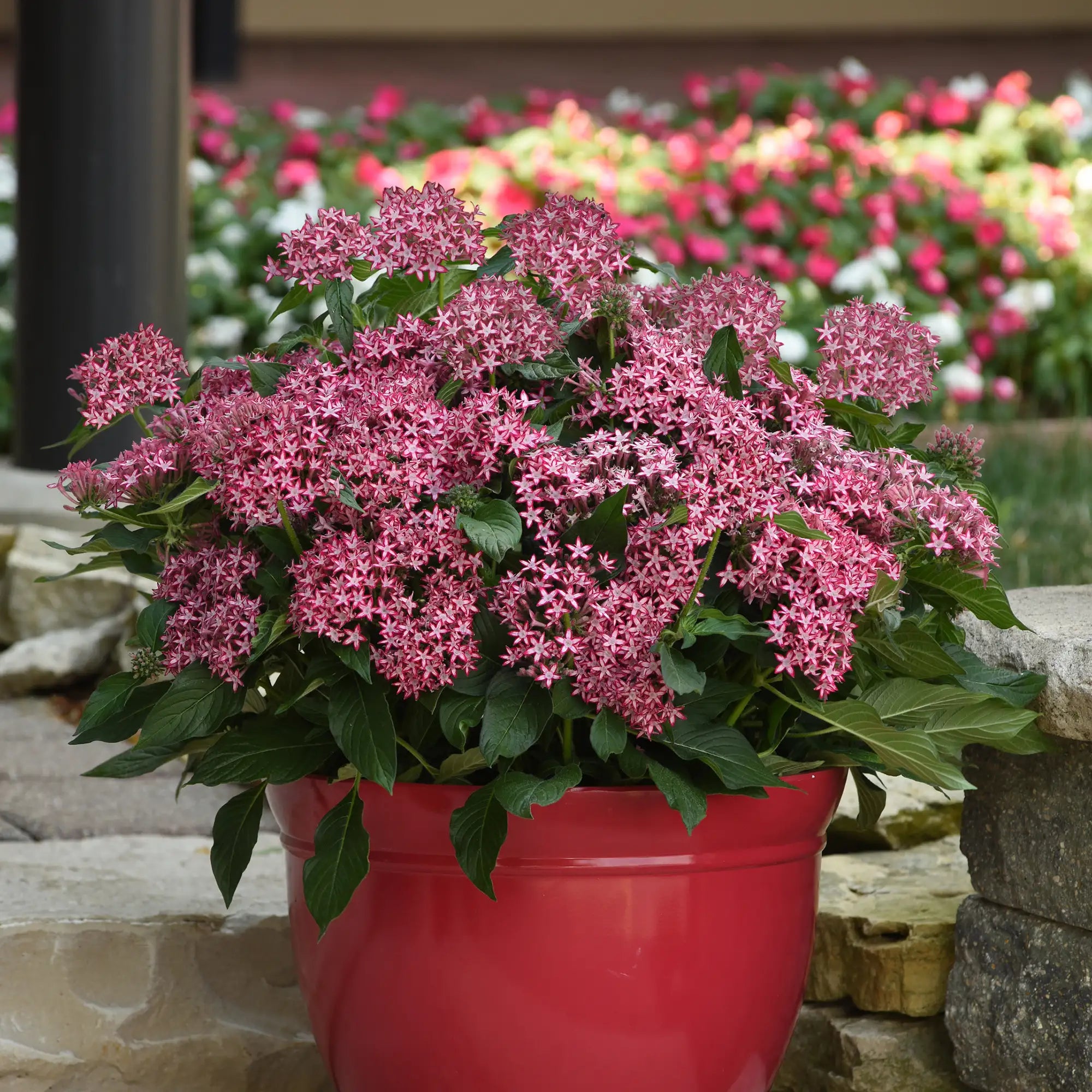 Pentas 'Glitterati™ Red Star'