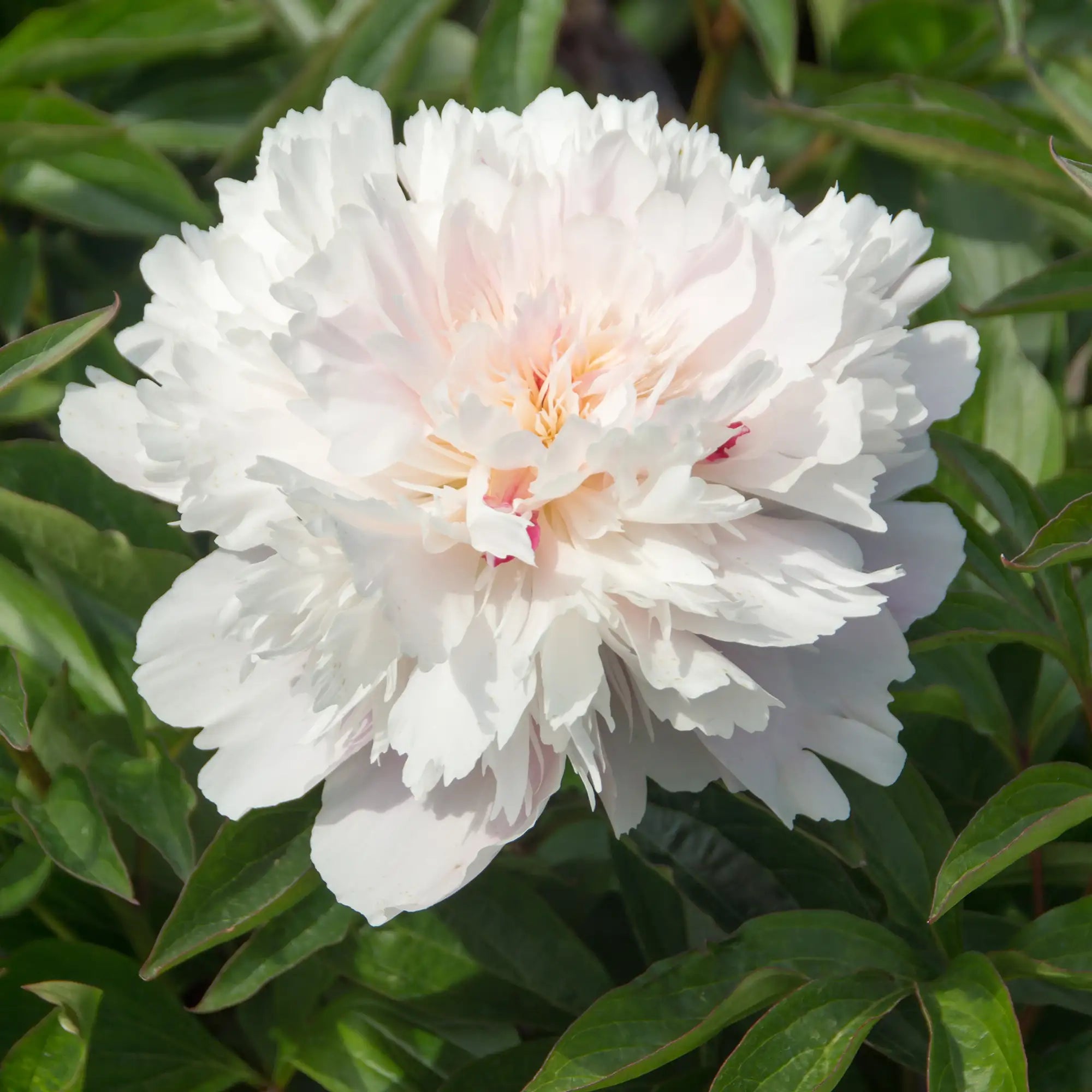 Close-up of White Peony.