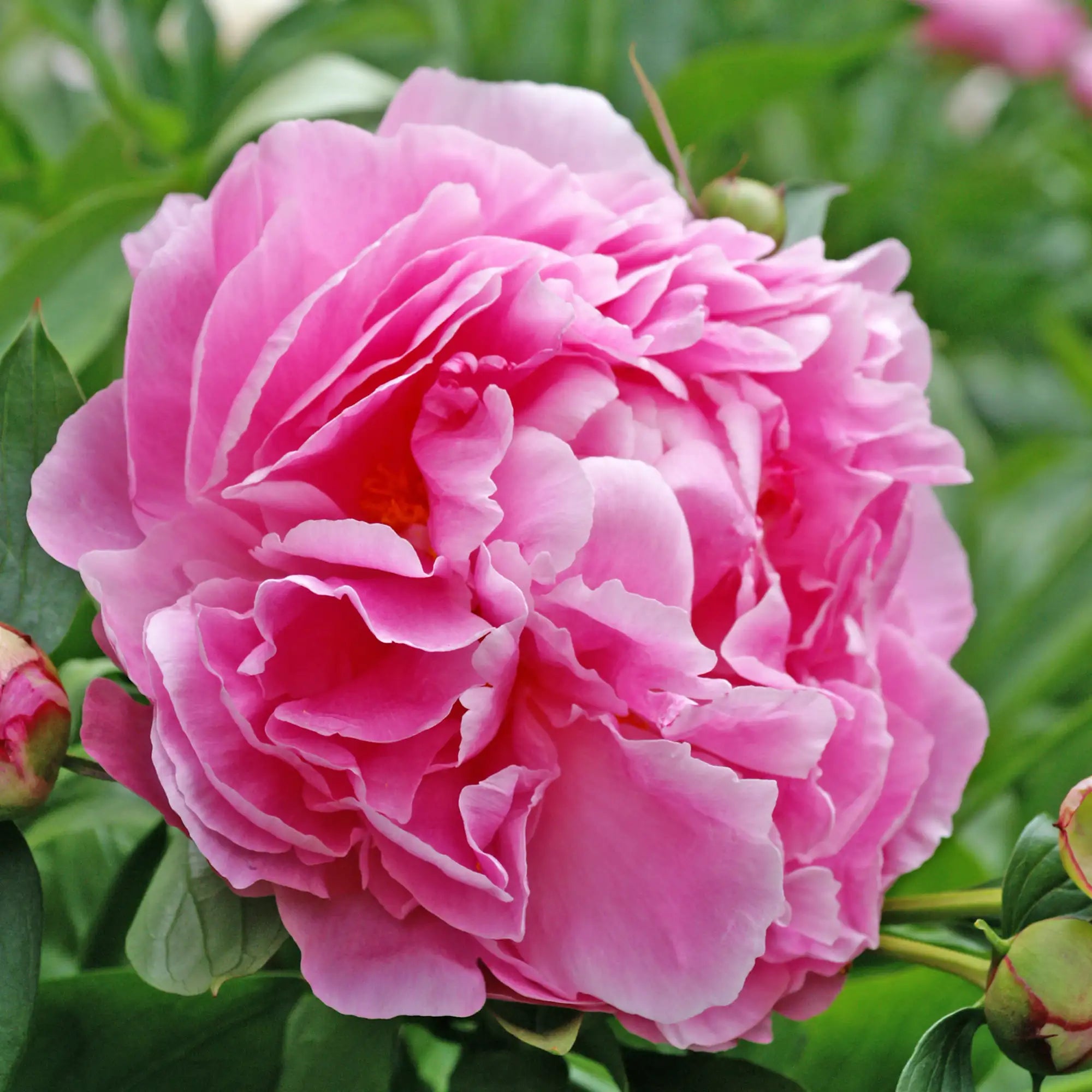 Peony Herbaceous 'Dr. Alexander Fleming'