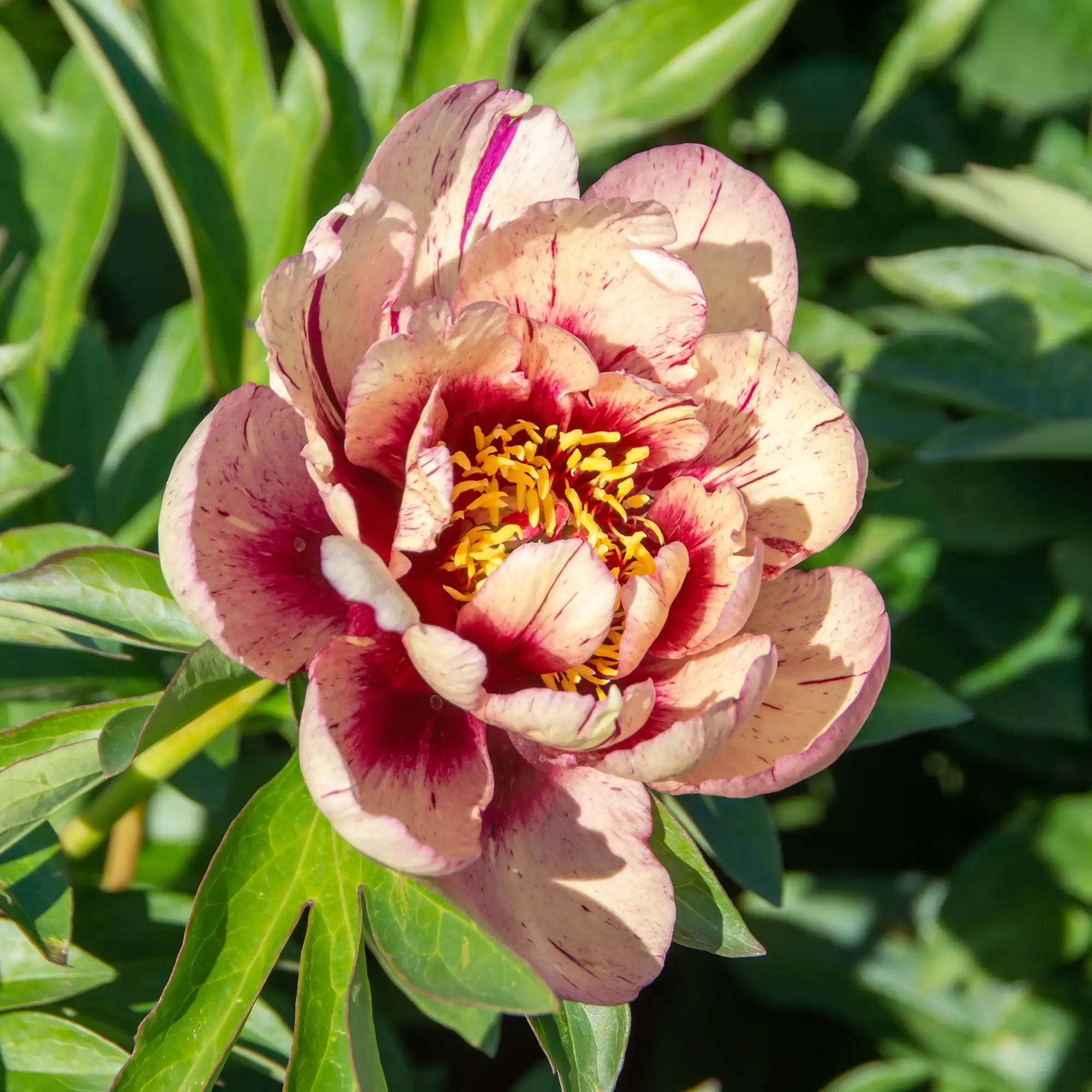 Peony Itoh 'All That Jazz'