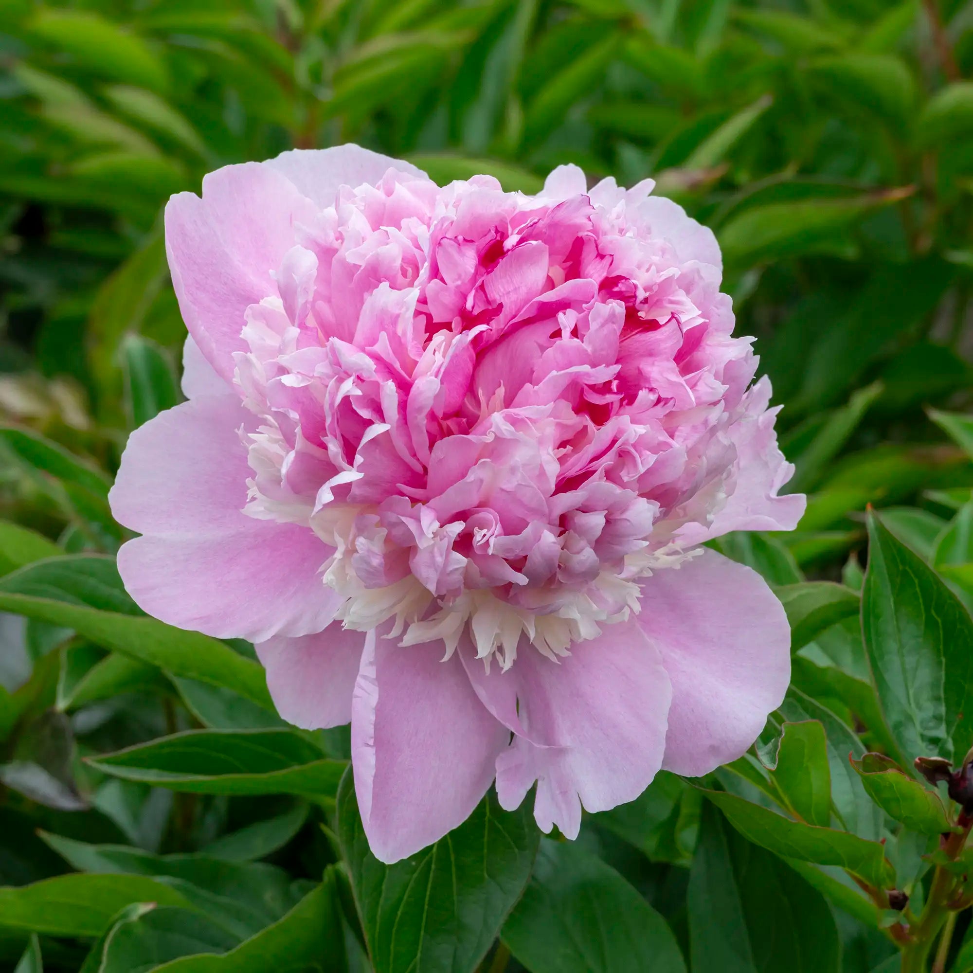 Peony Herbaceous 'Angel Cheeks'