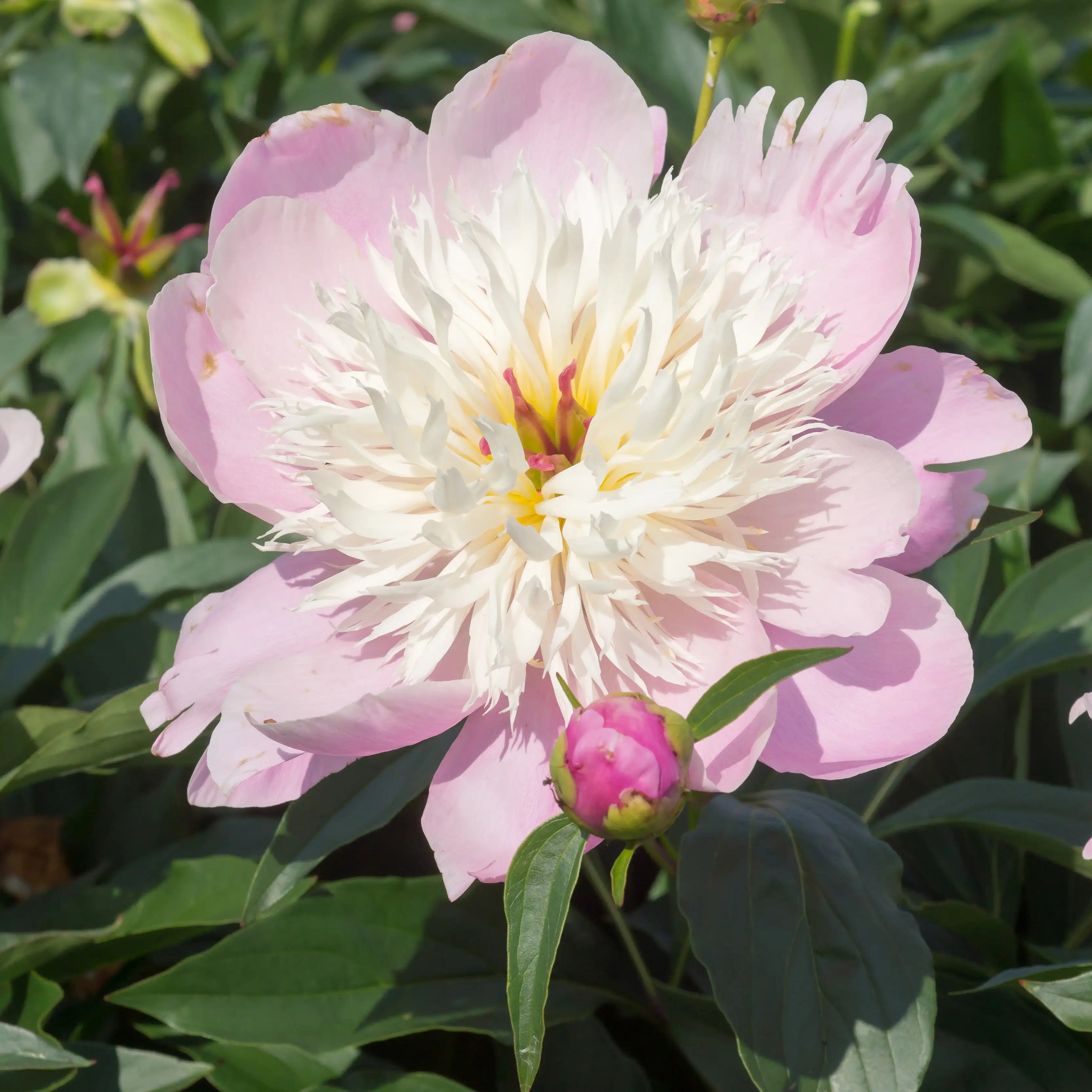 bowl of beauty peony plant Peony Herbaceous 'Bowl of Beauty' – Vandermeer Nursery Ltd