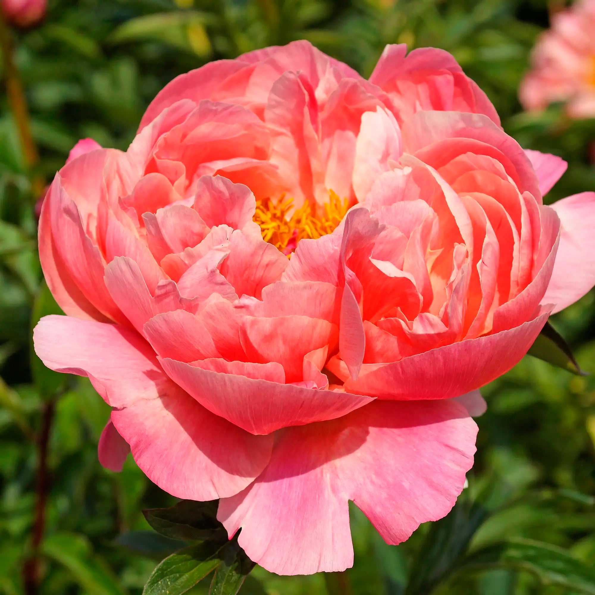 Peony Herbaceous 'Coral Charm'