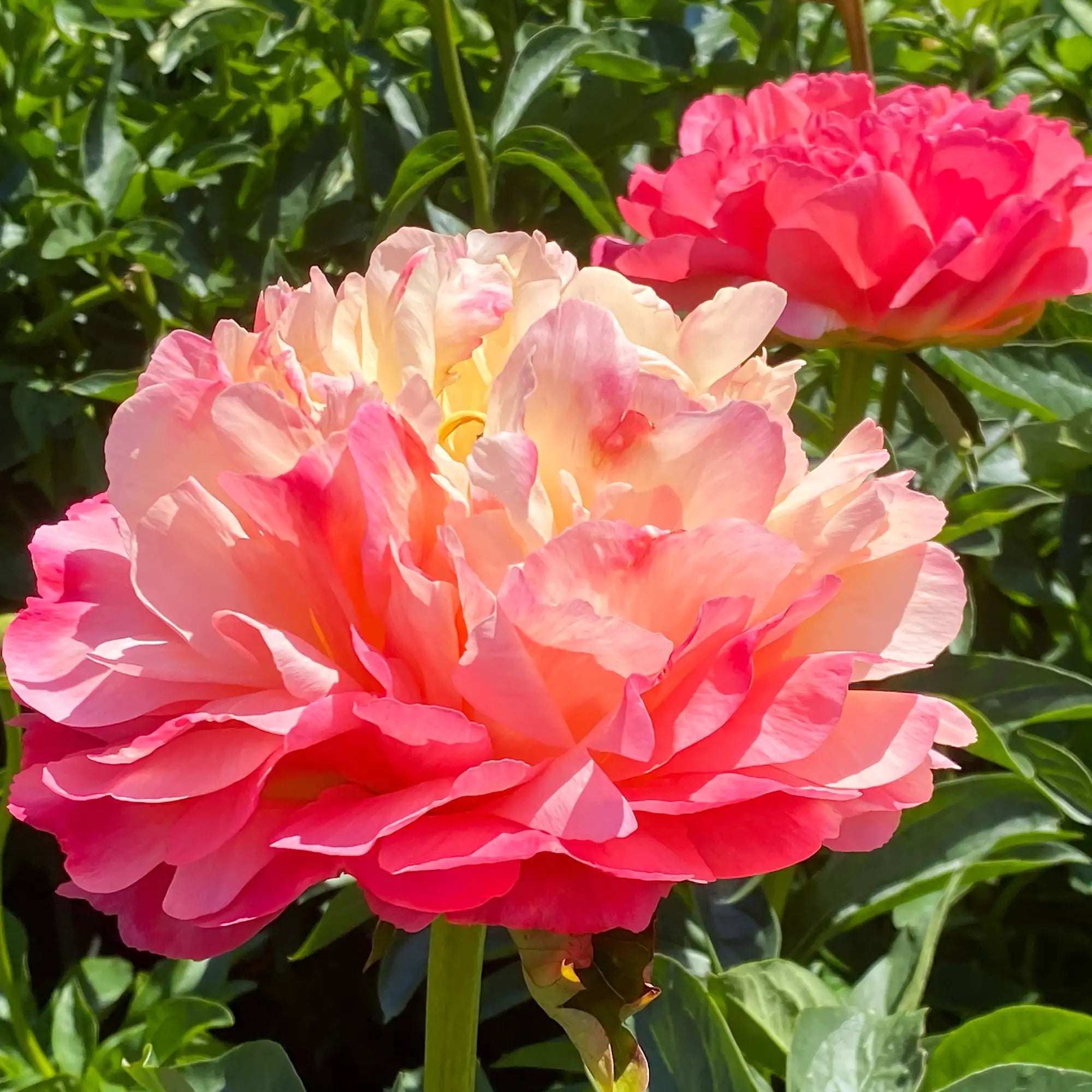 Peony Herbaceous 'Coral Sunset'