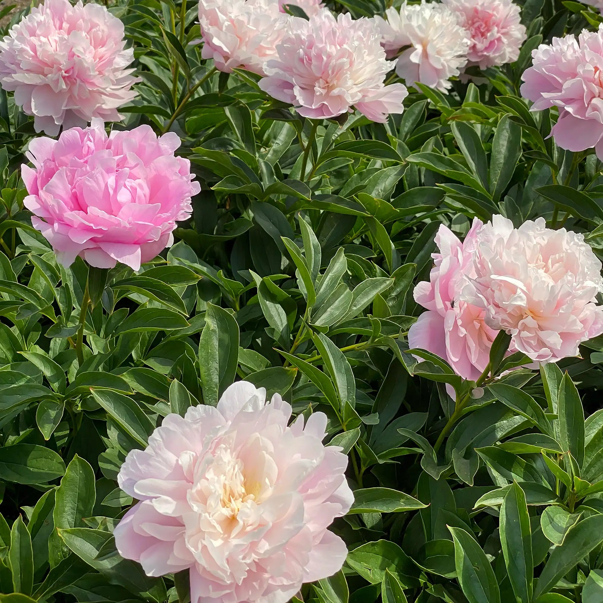 Peony Herbaceous 'Dinner Plate'