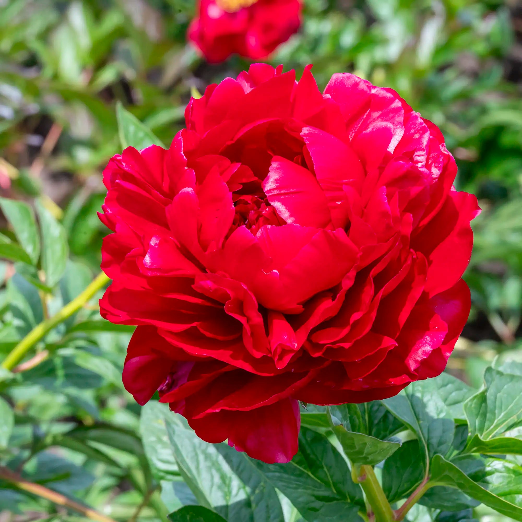 Peony Herbaceous 'Henry Bockstoce'