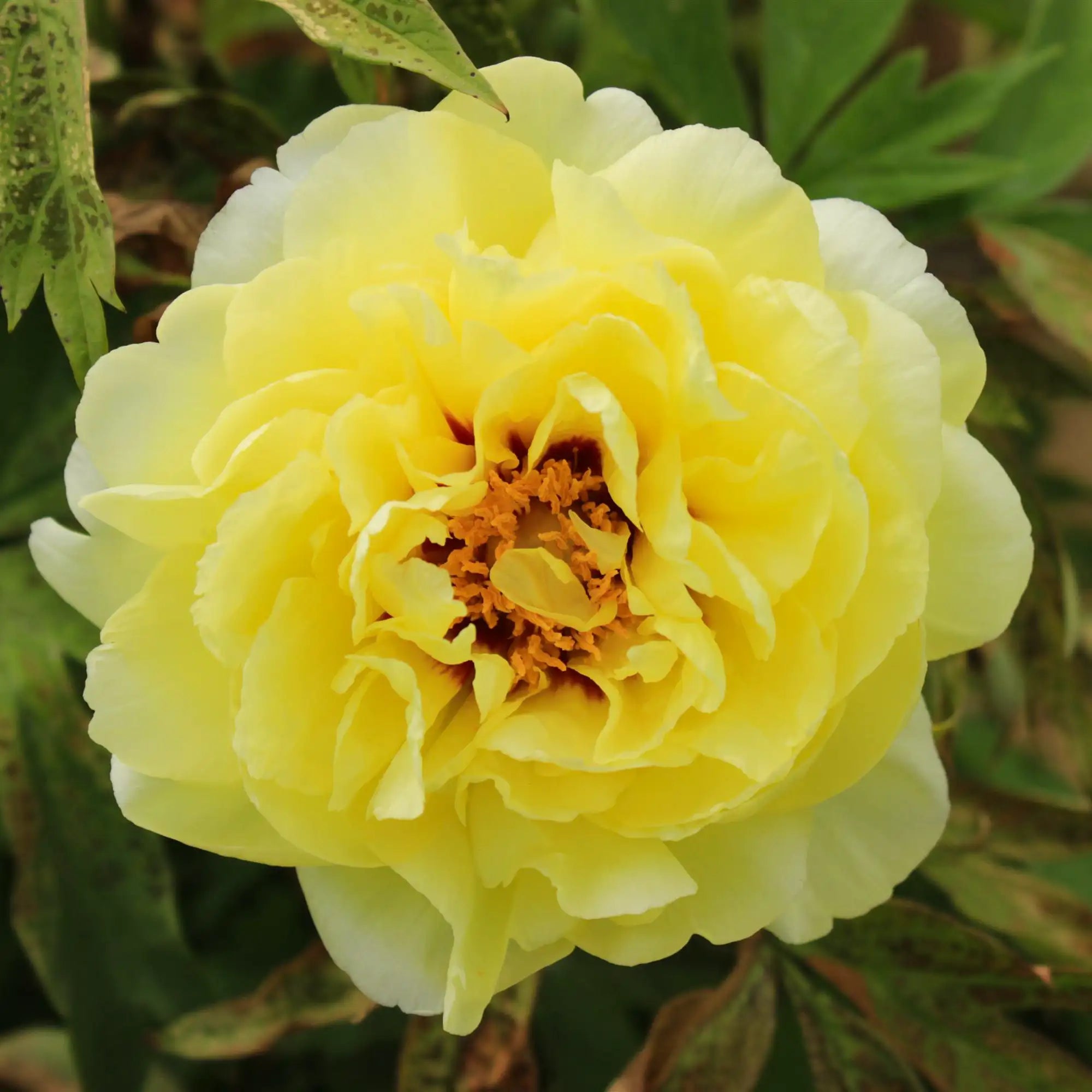 Peony Tree 'High Noon'