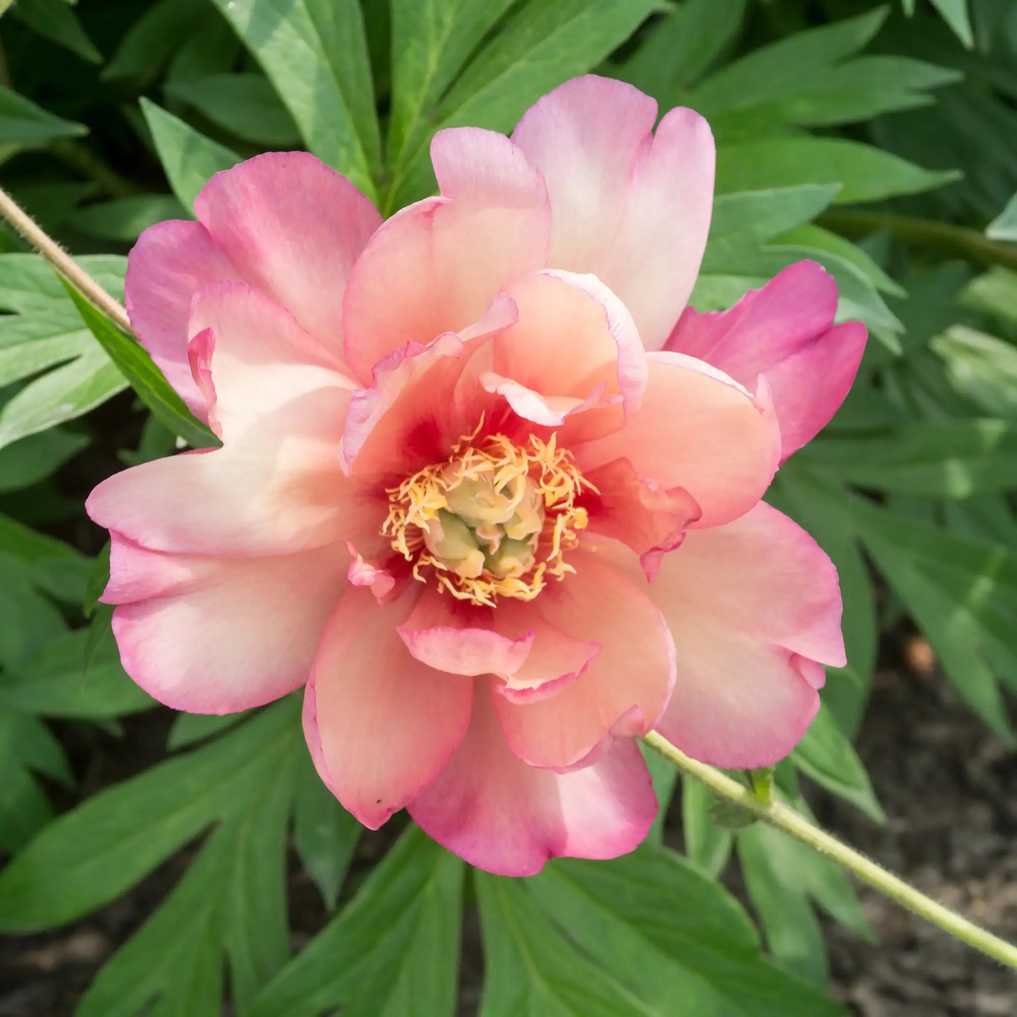 Peony Itoh 'Julia Rose'
