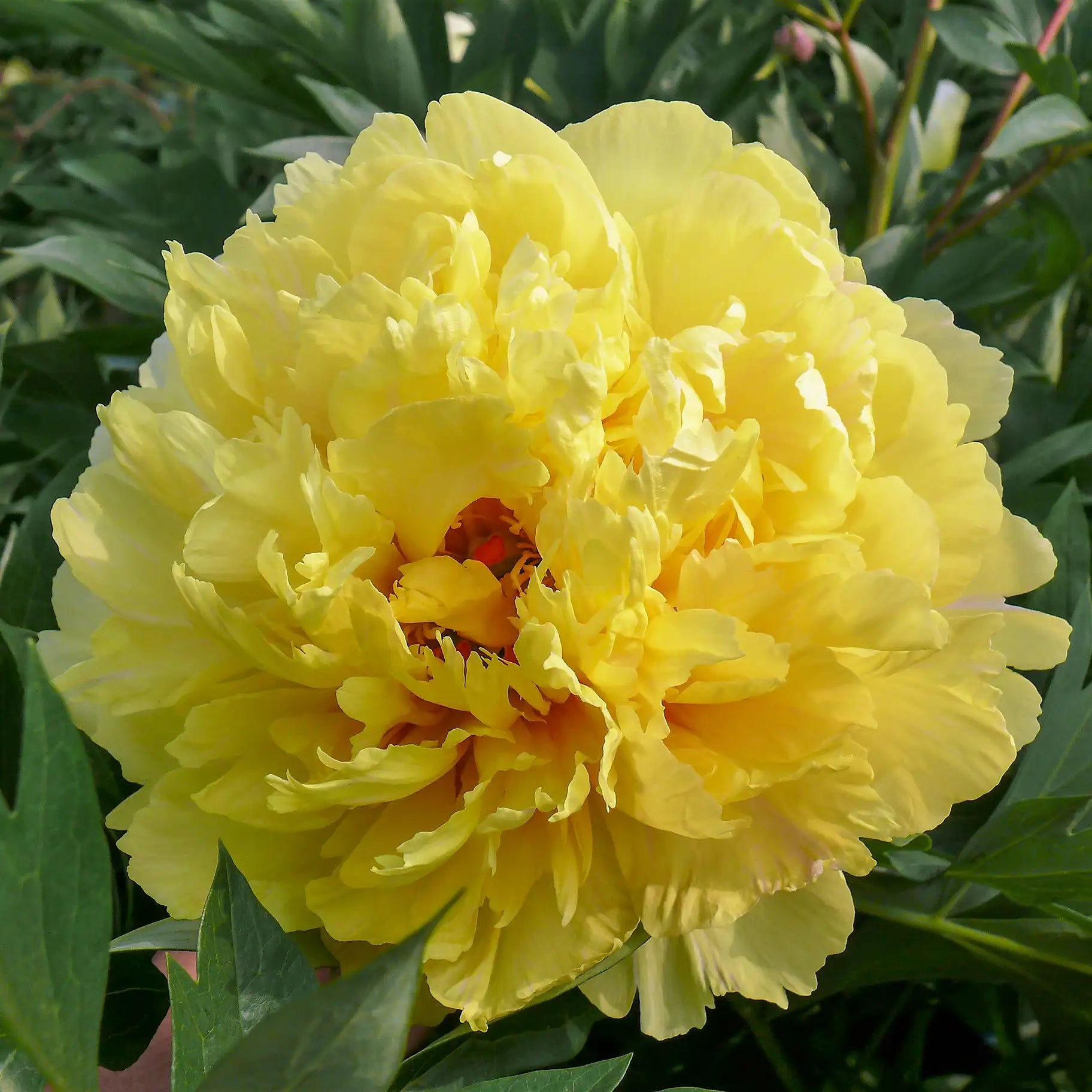 Peony Itoh 'Sonoma YeDo'