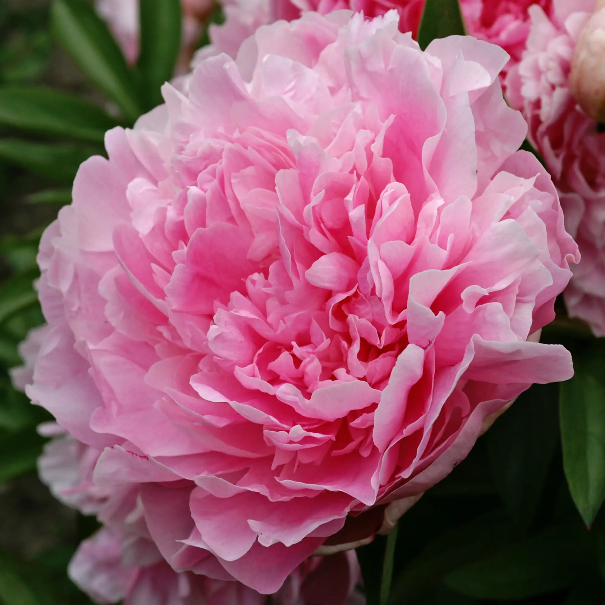 Peony Herbaceous 'Jacorma'