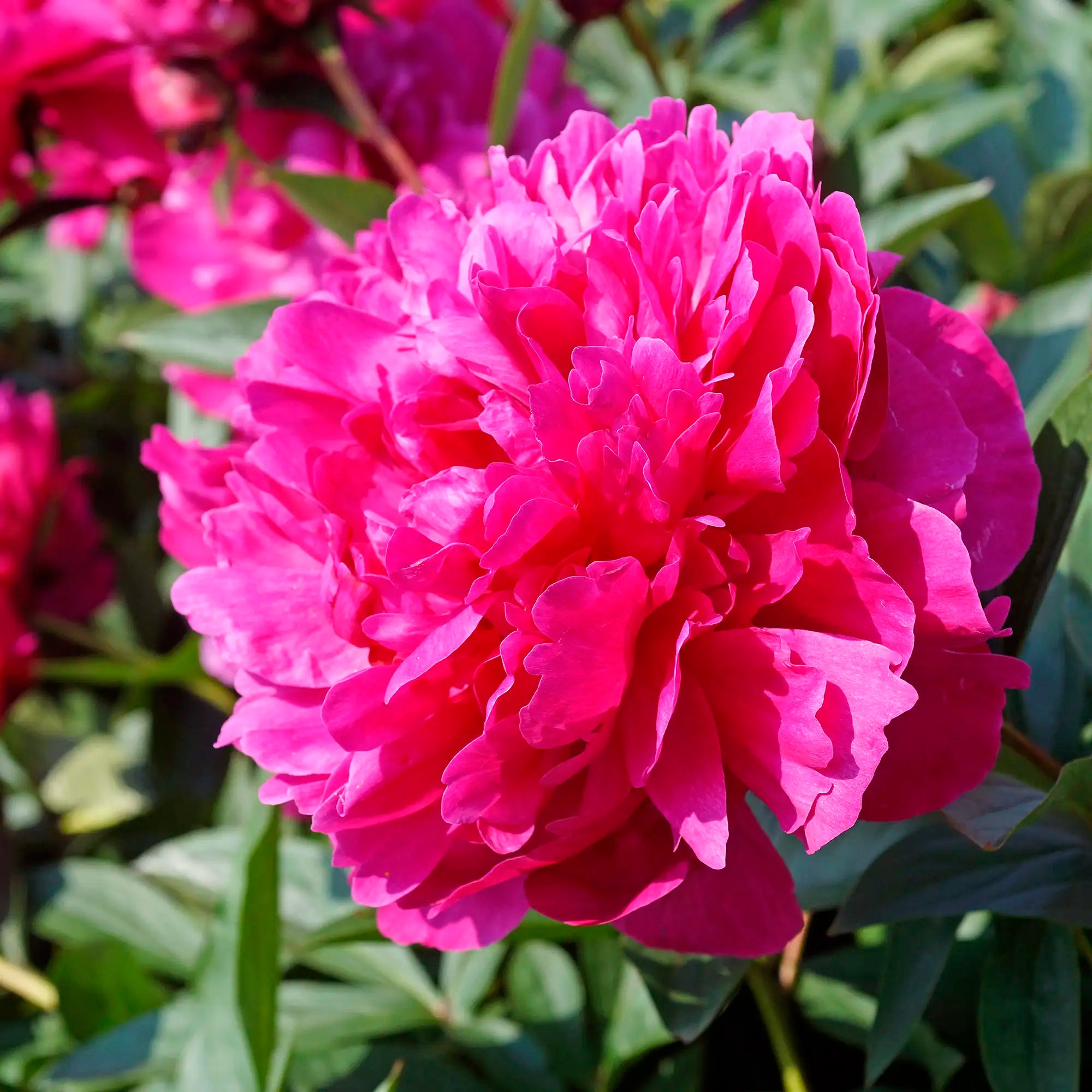 Peony Herbaceous 'Kansas'