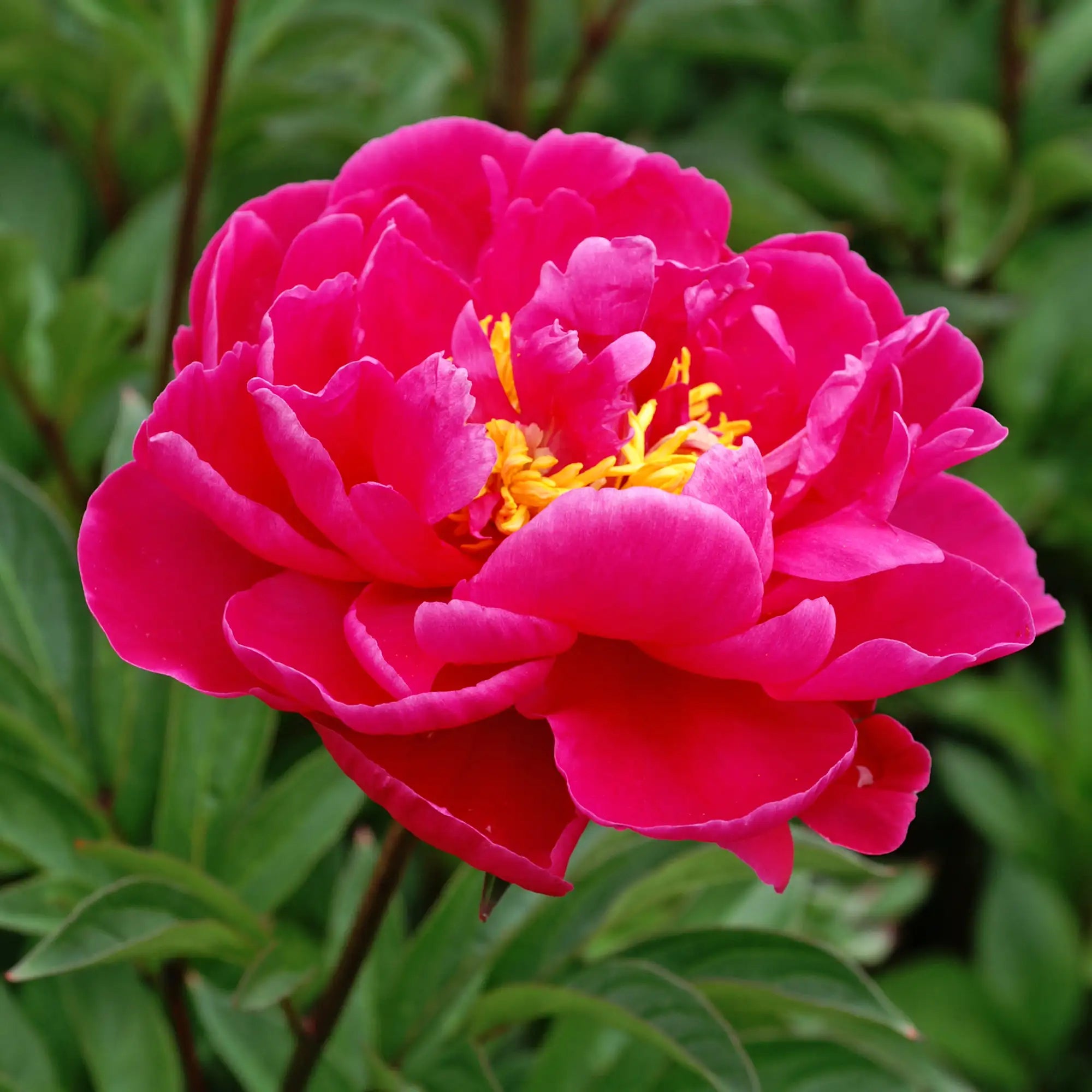 Peony Herbaceous 'Karl Rosenfield'