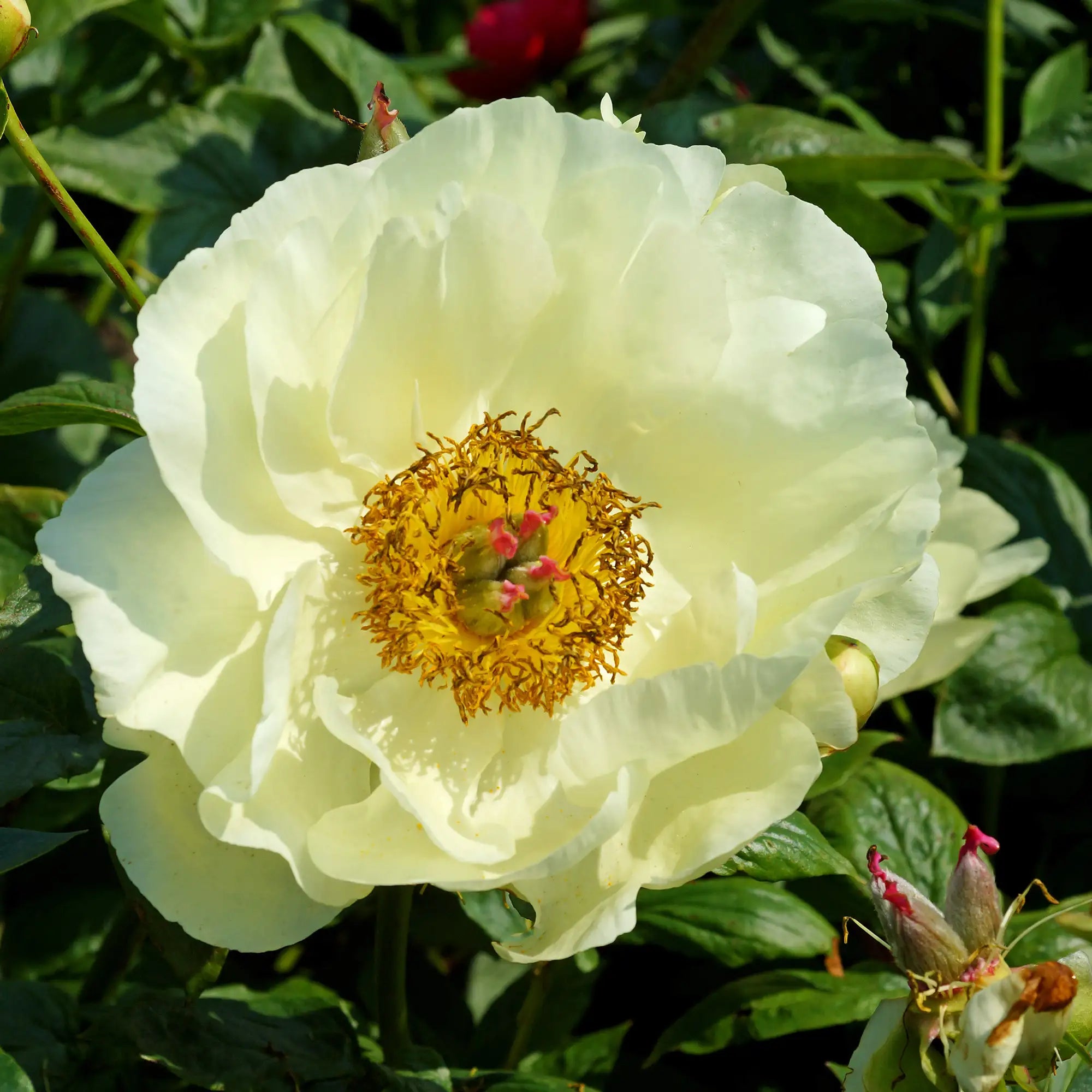 Peony Herbaceous 'Lemon Chiffon'