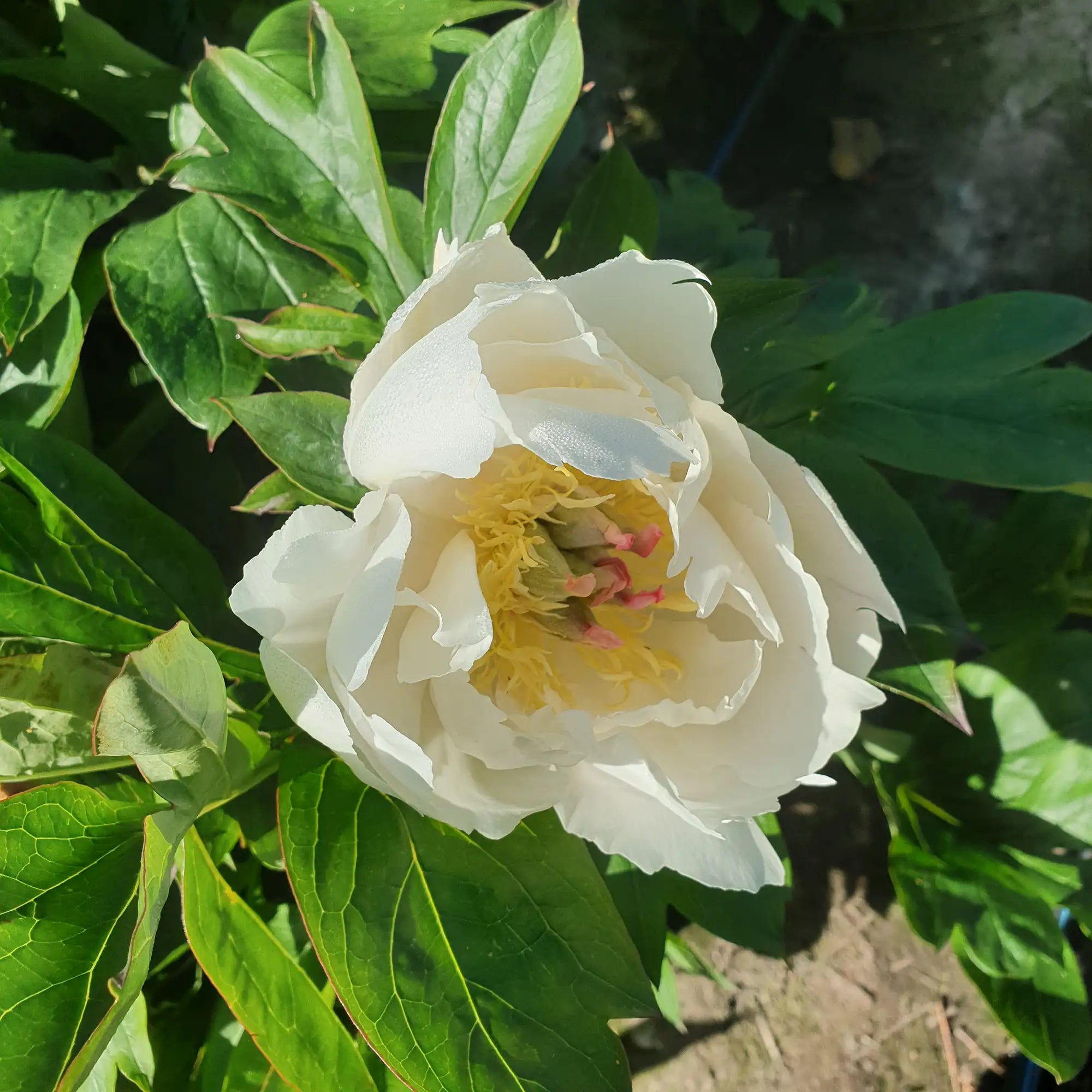 Peony Itoh 'Love Affair'