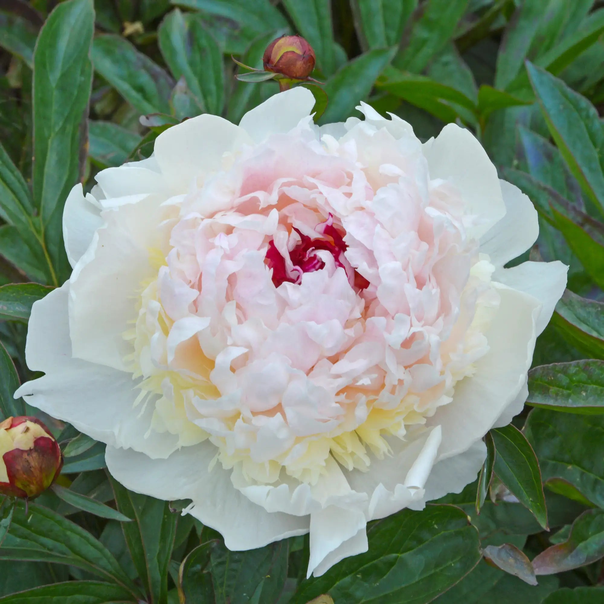 Peony Herbaceous 'Madame de Verneville'
