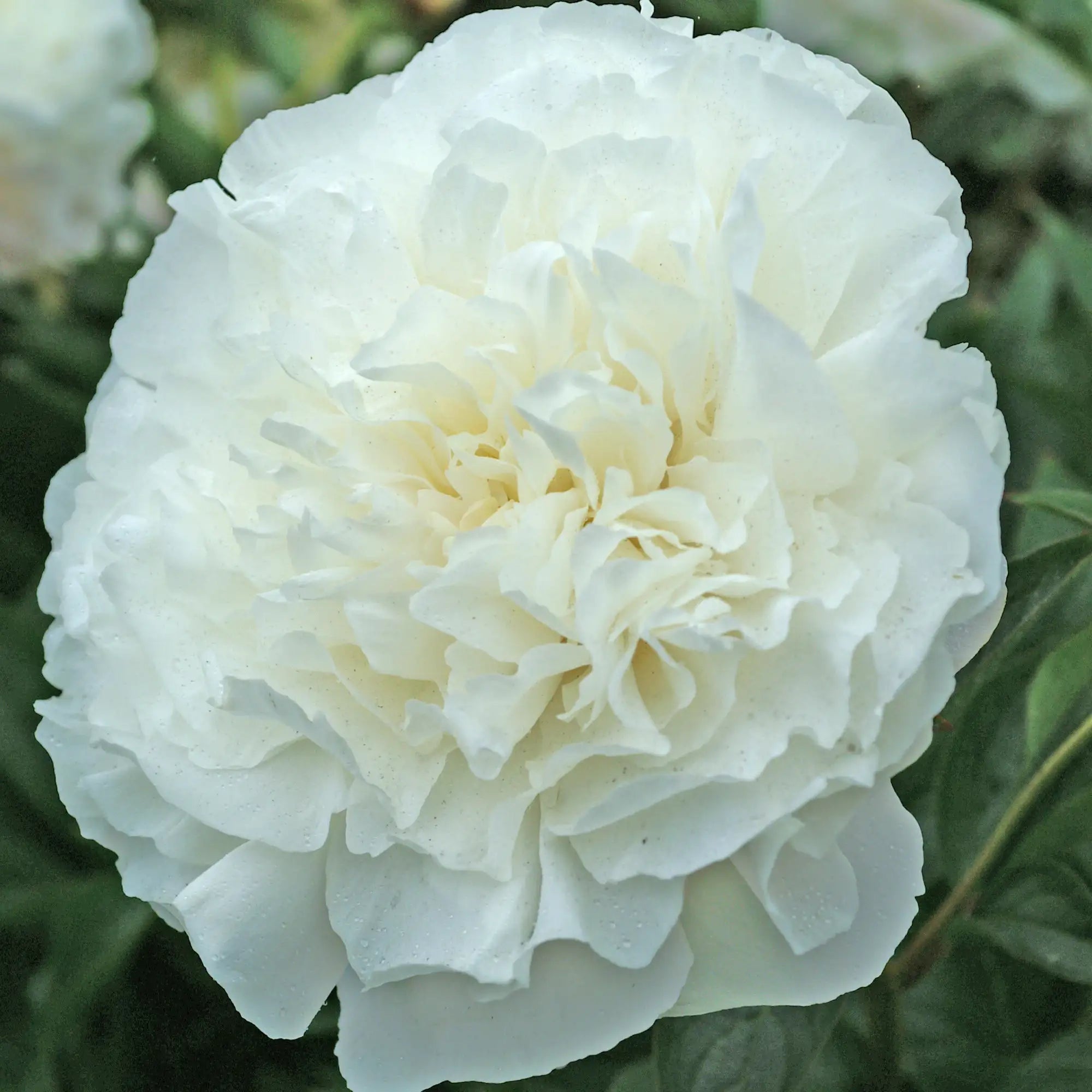 Peony Herbaceous 'Mother's Choice'