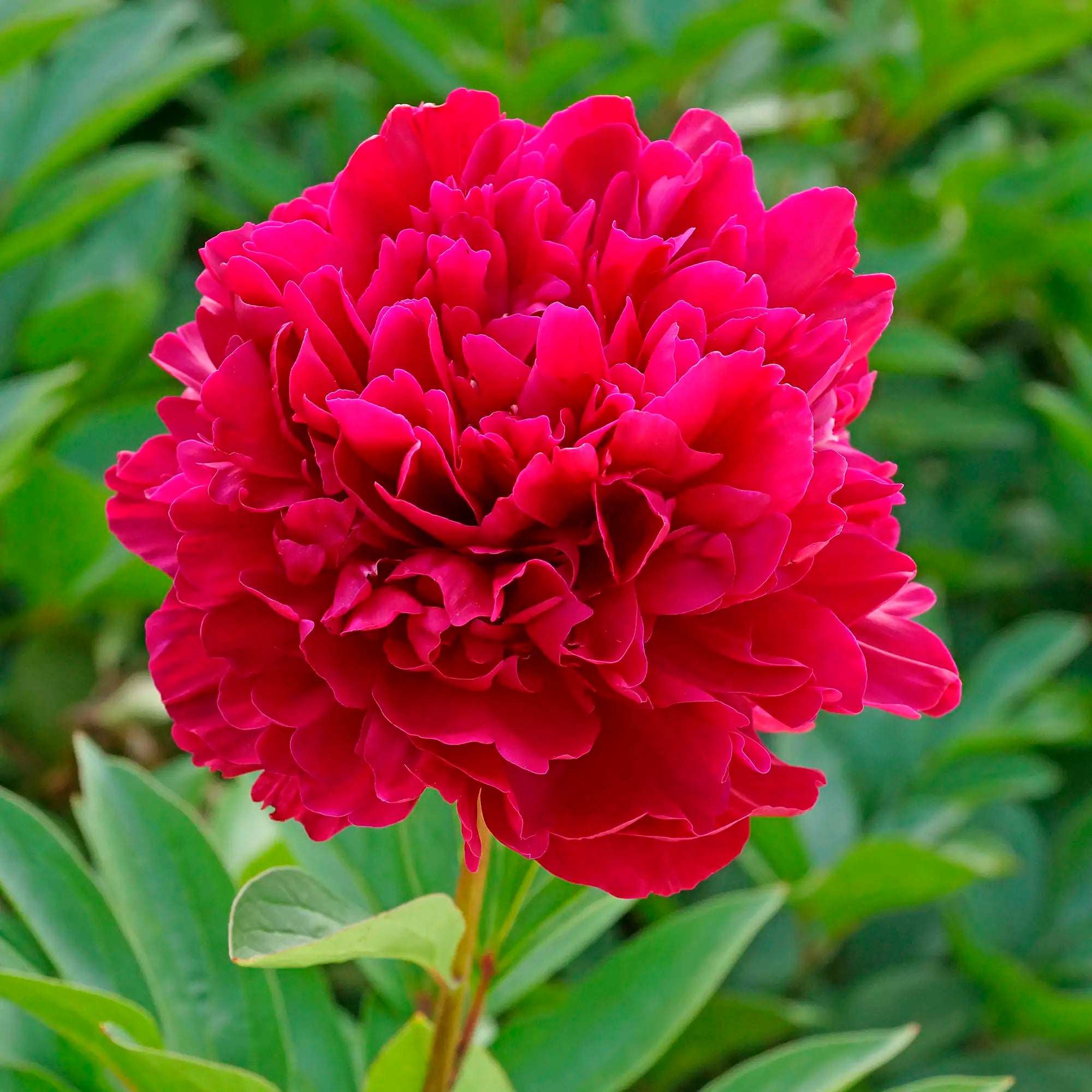 Peony Herbaceous 'Paul M. Wild'