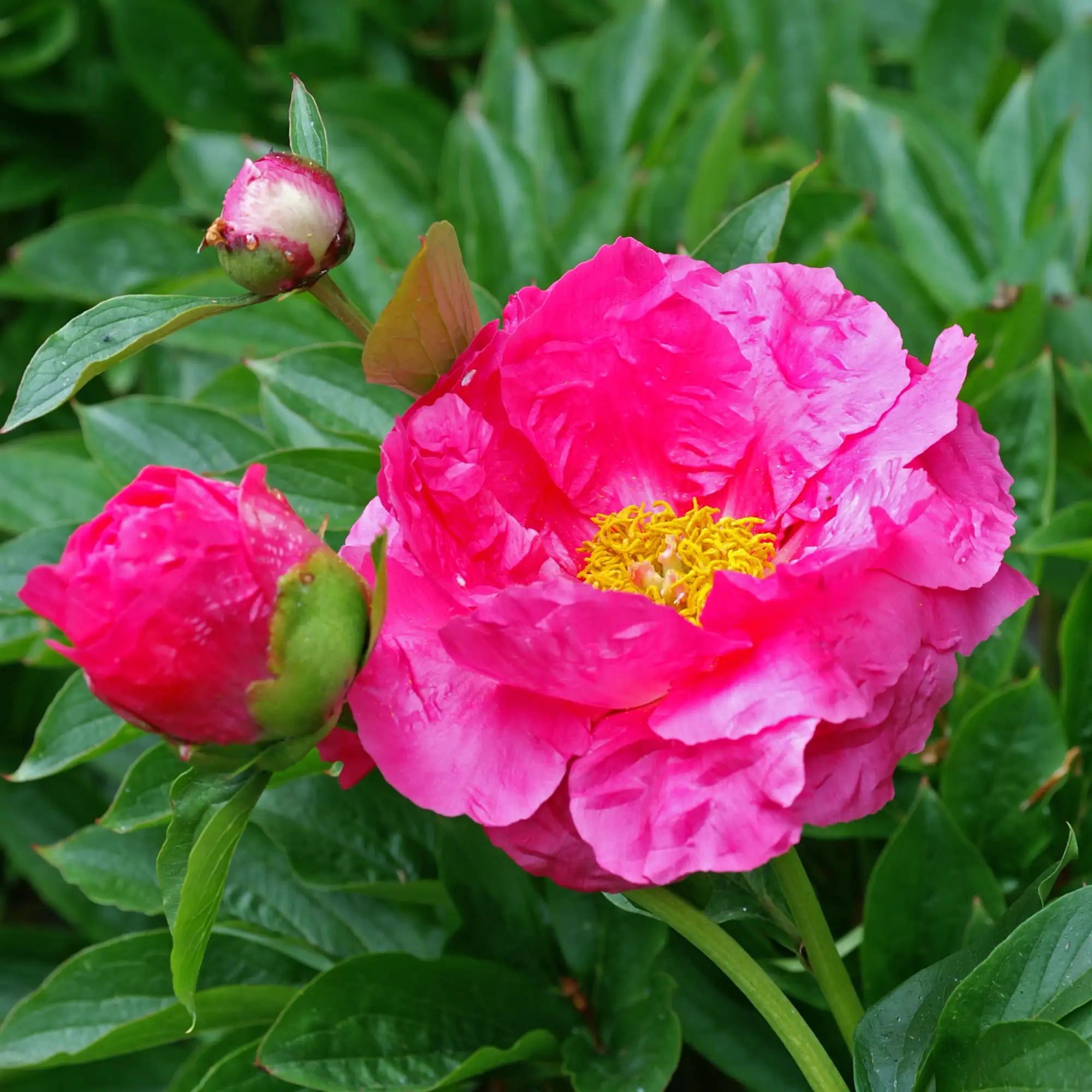 Peony Herbaceous 'Paula Fay'