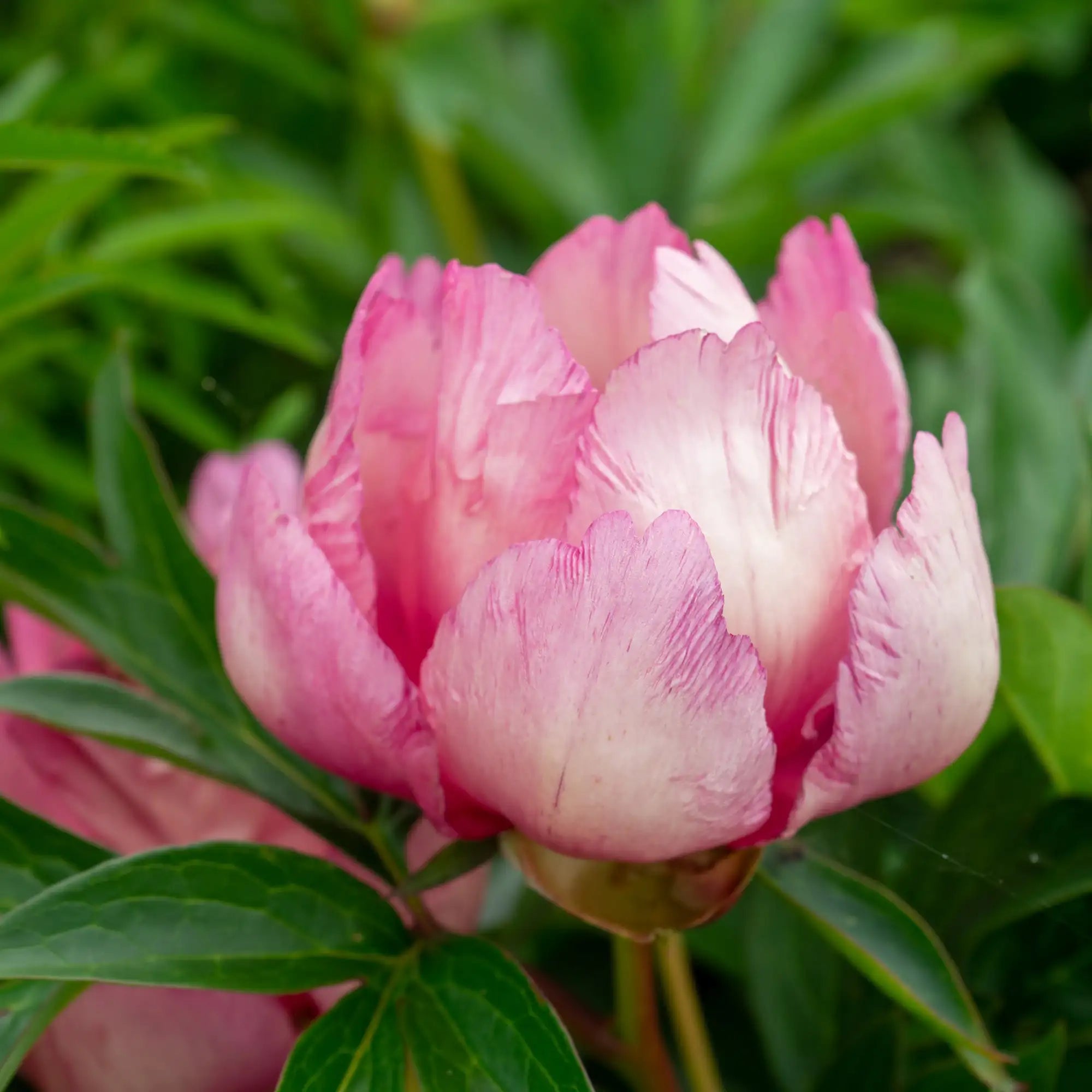 Peony Itoh 'Pink Double Dandy'