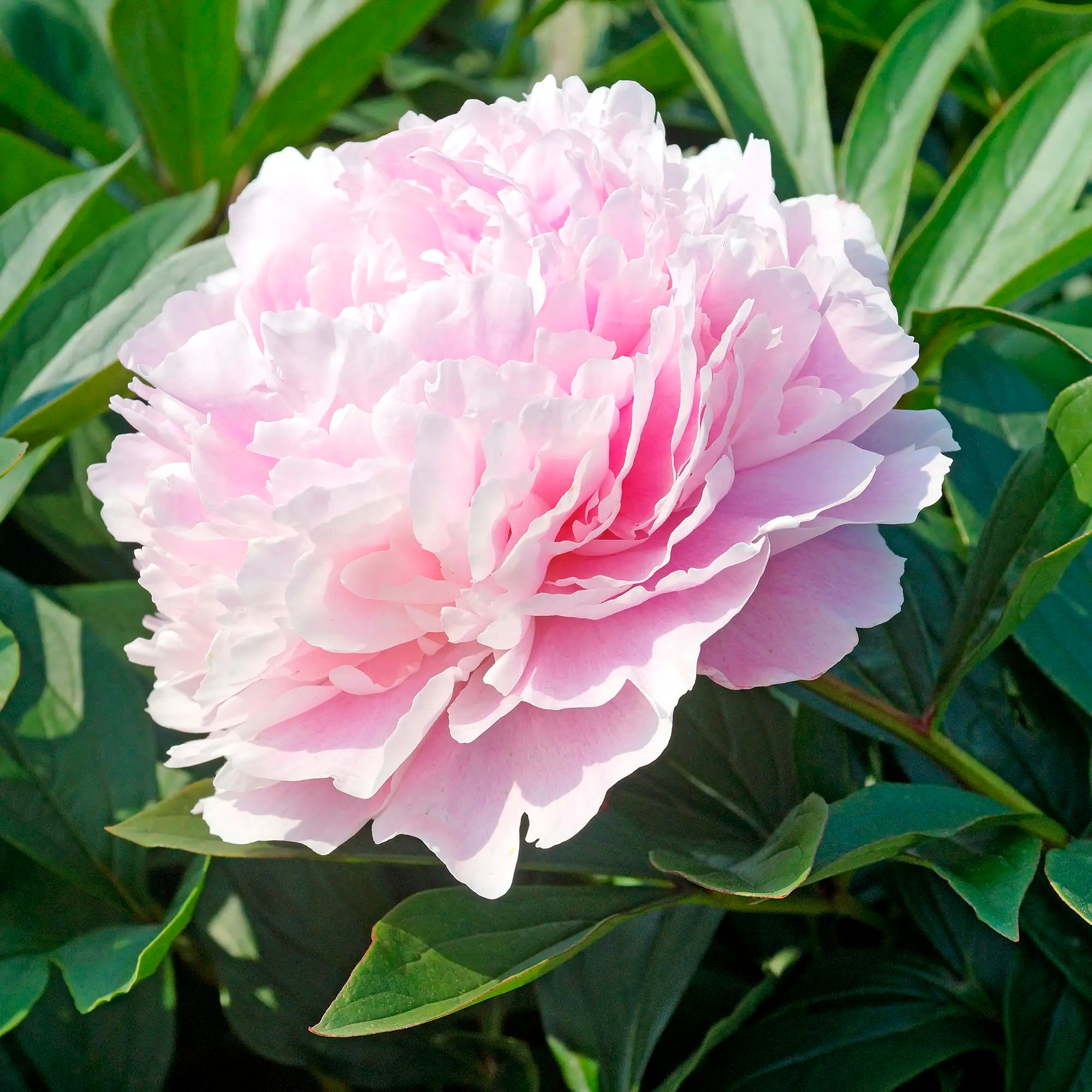 Peony Herbaceous 'Sarah Bernhardt'