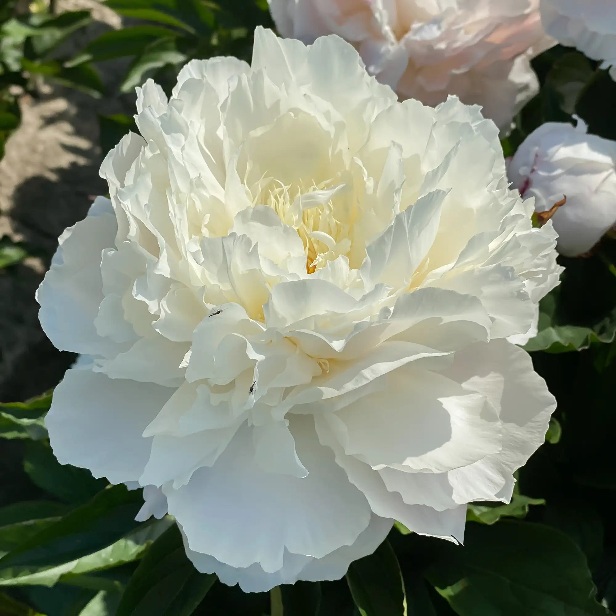 Peony Herbaceous 'Shirley Temple'
