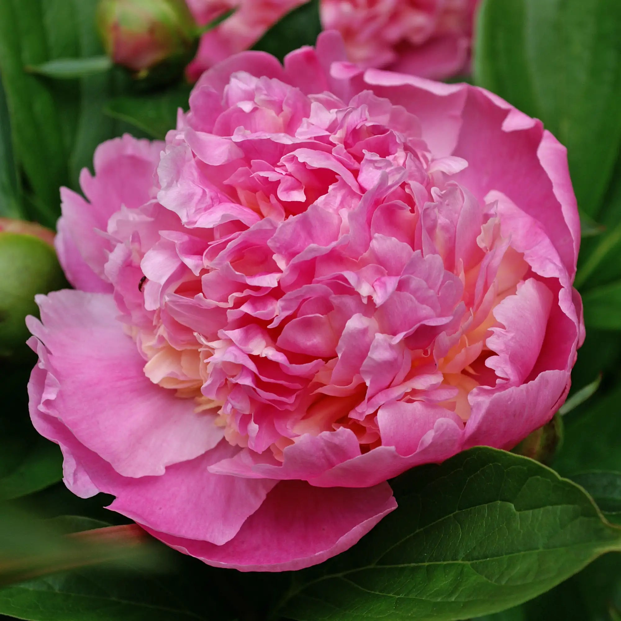 Peony Herbaceous 'Sorbet'