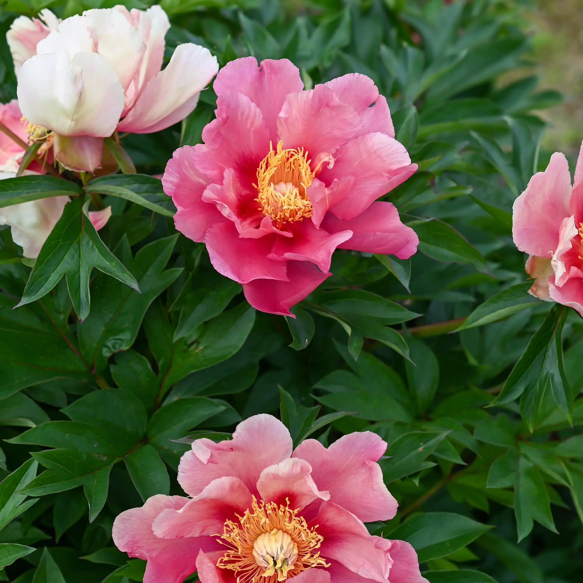 Peony Itoh 'Sunset & Rainbows'