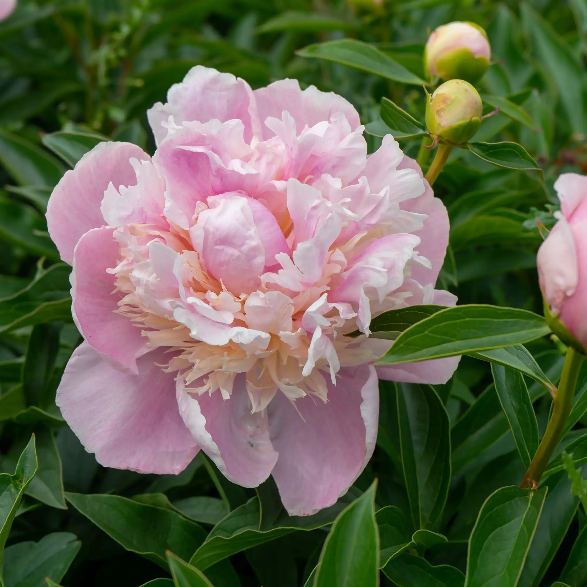 Peony Herbaceous 'Sweet Sixteen'