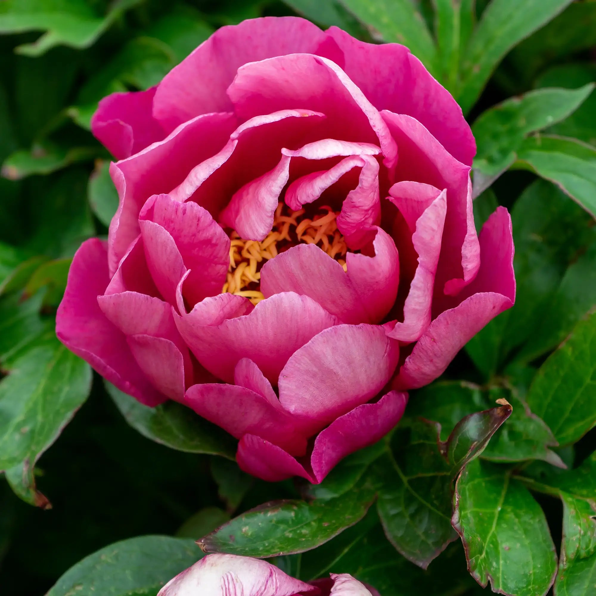 Peony Itoh 'Yankee Doodle Dandy'