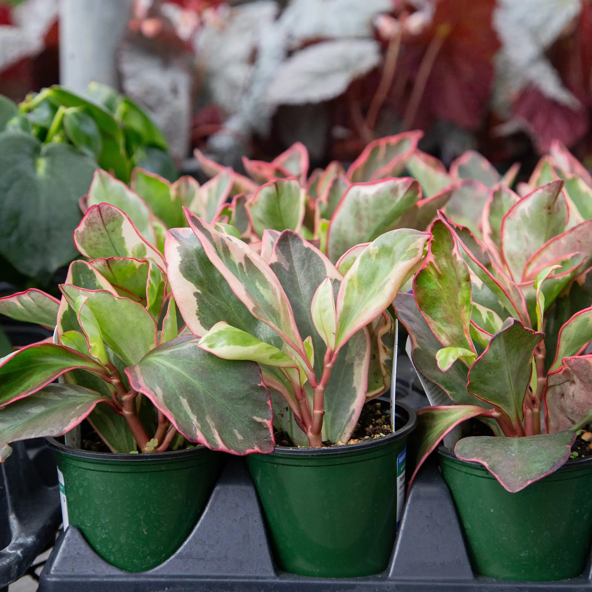 Peperomia 'Ginny'