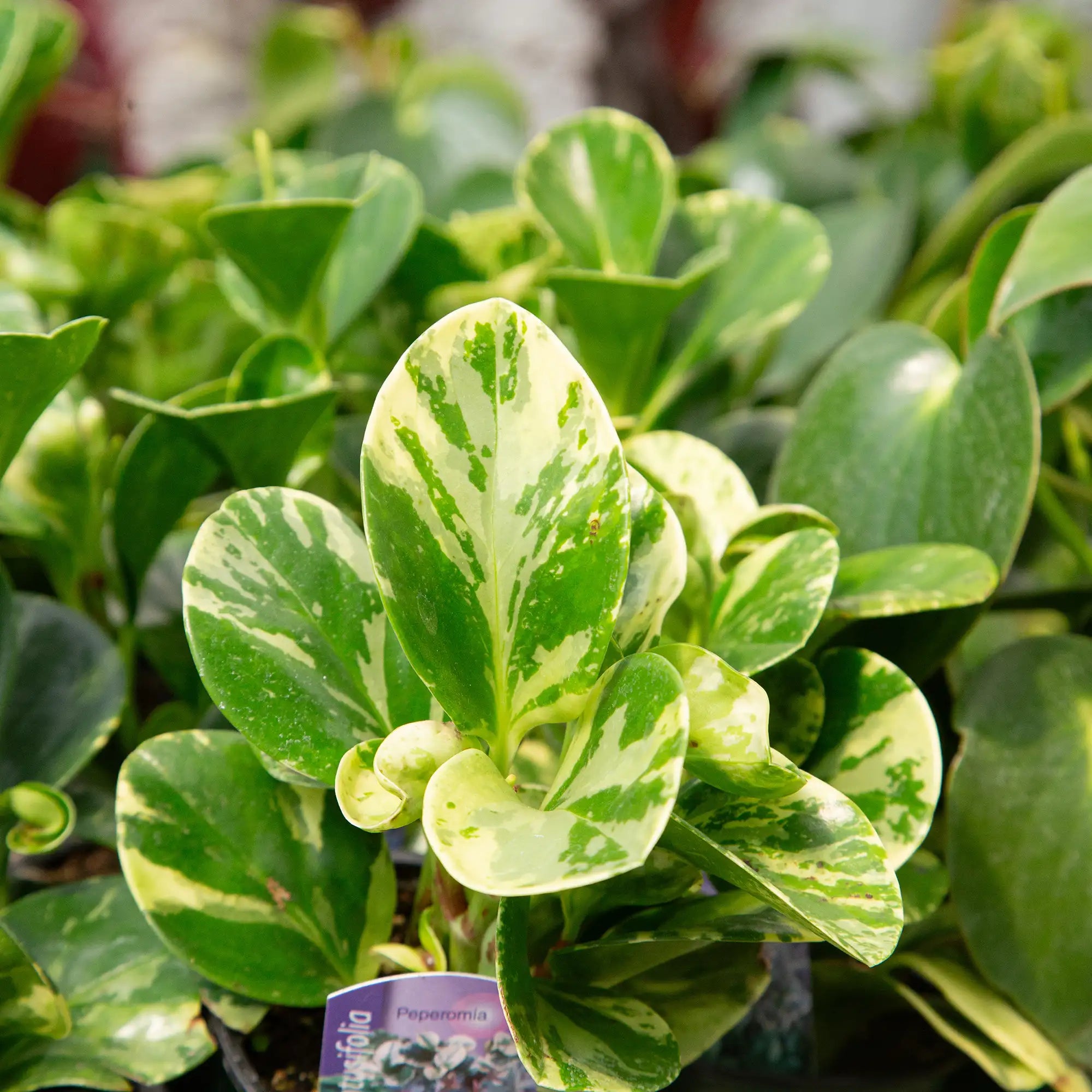 Peperomia obtusifolia 'Marble'
