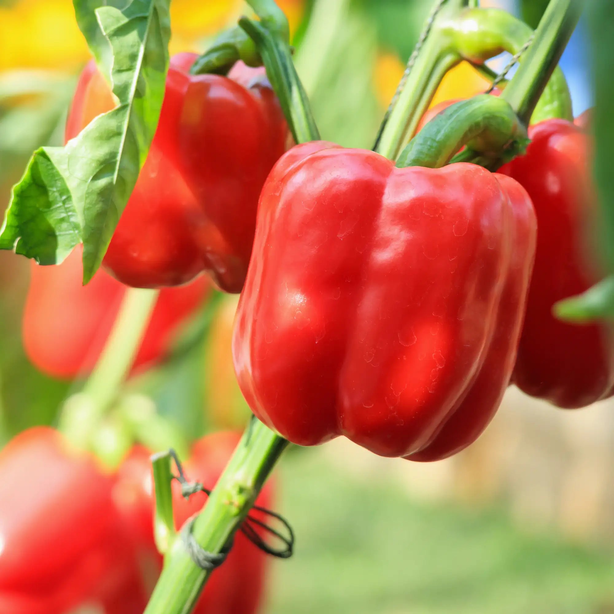 Pepper Bell 'King of the North'