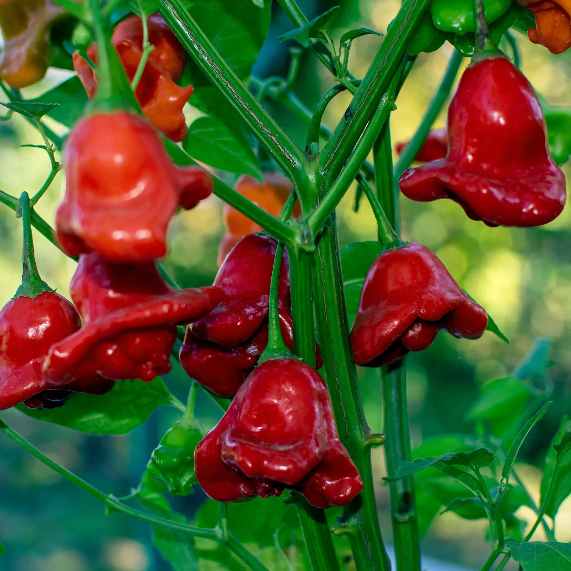 Pepper Hot 'Bishop's Crown' – Vandermeer Nursery Ltd